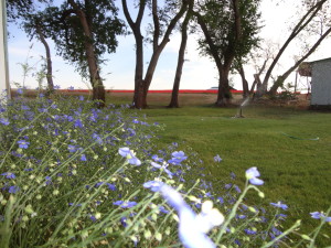 Blue Flax at Sunset