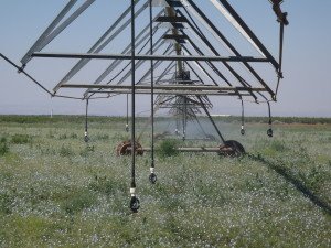 Irrigating Pasture