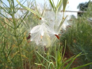 Horsetail Milkweed