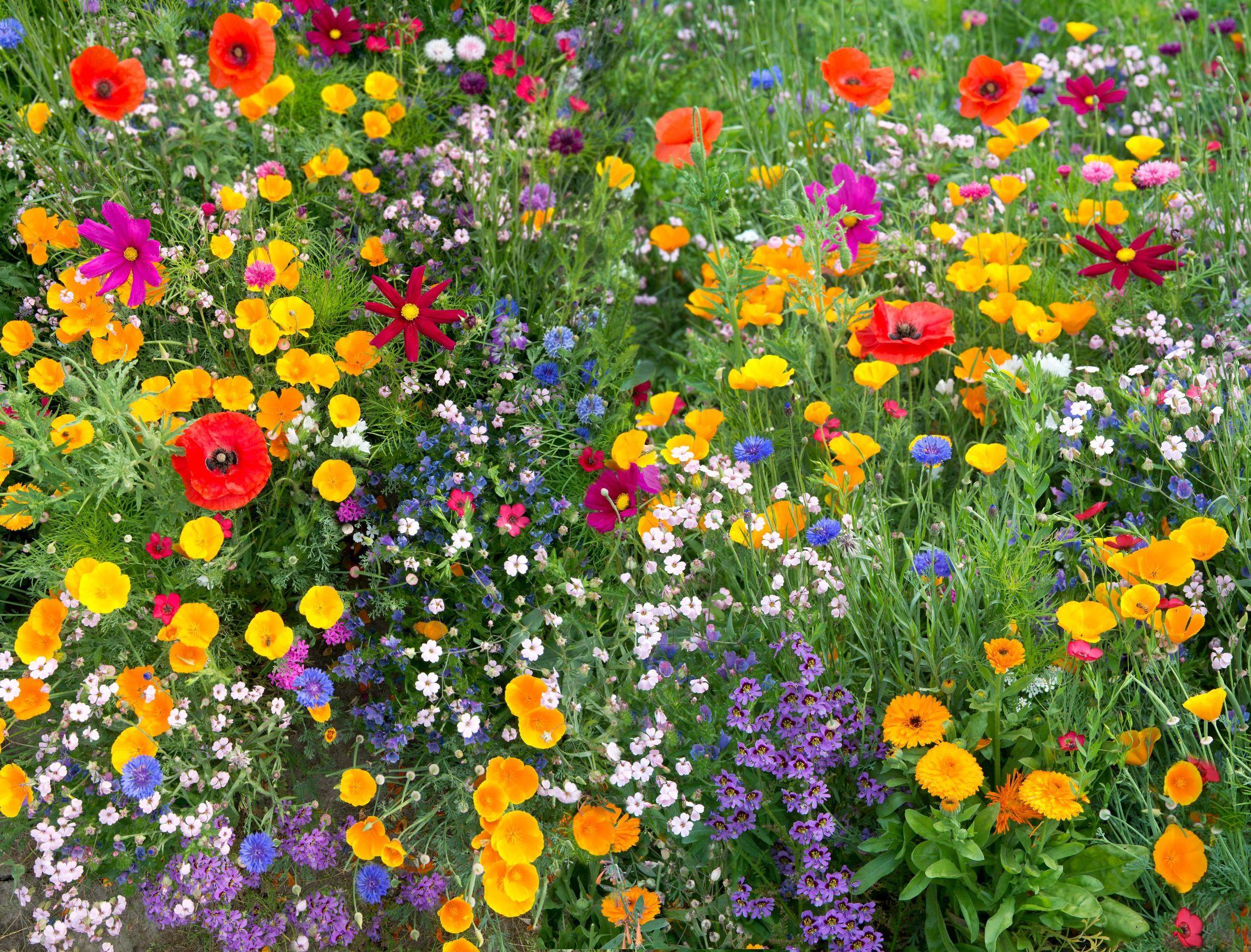 Annie's Annuals Wildflower Mix