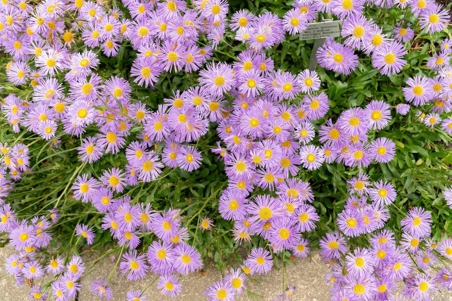 Aspen Daisy
