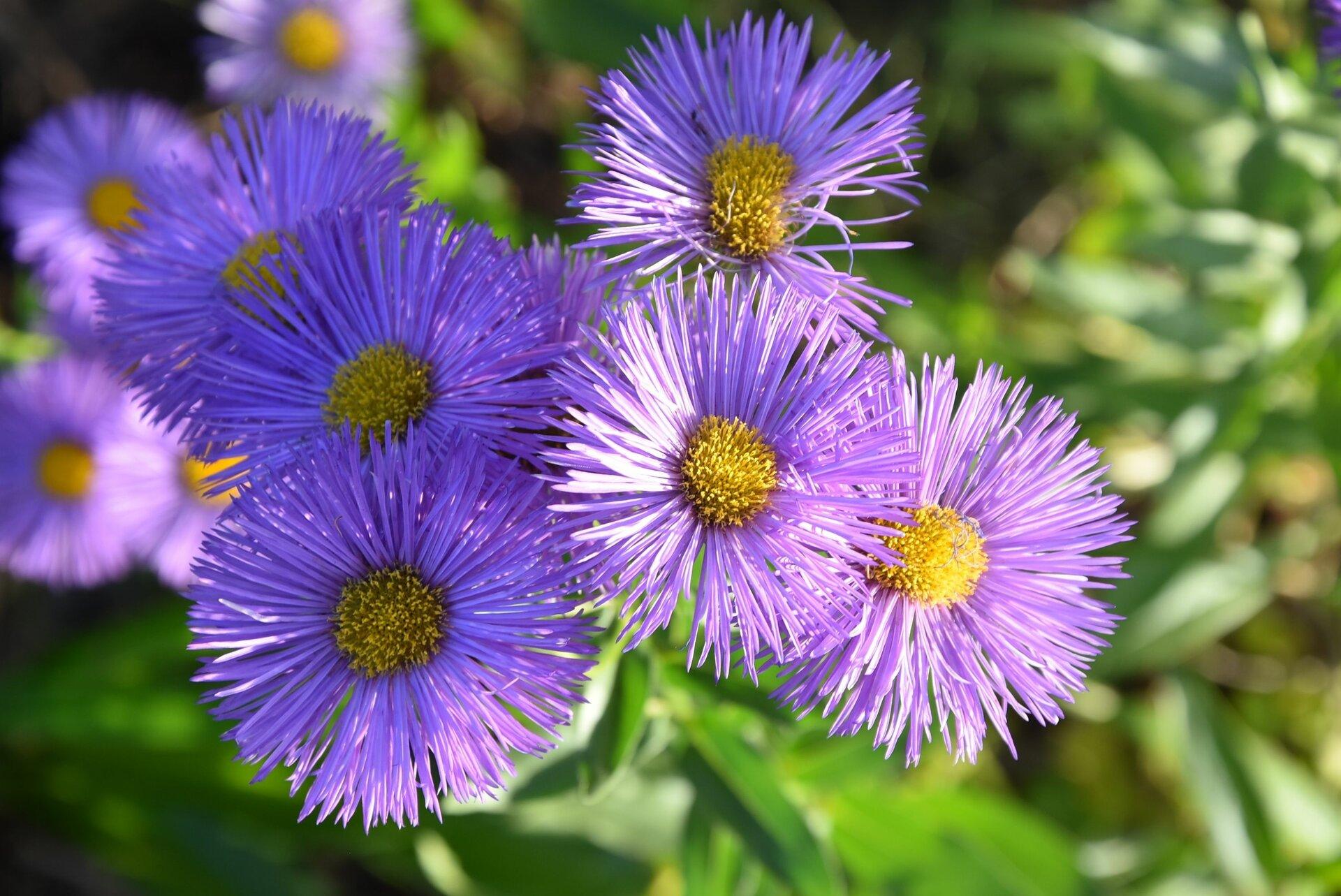 Aspen Daisy - Image 2