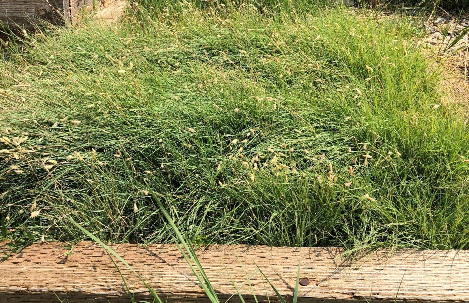 Buffalograss