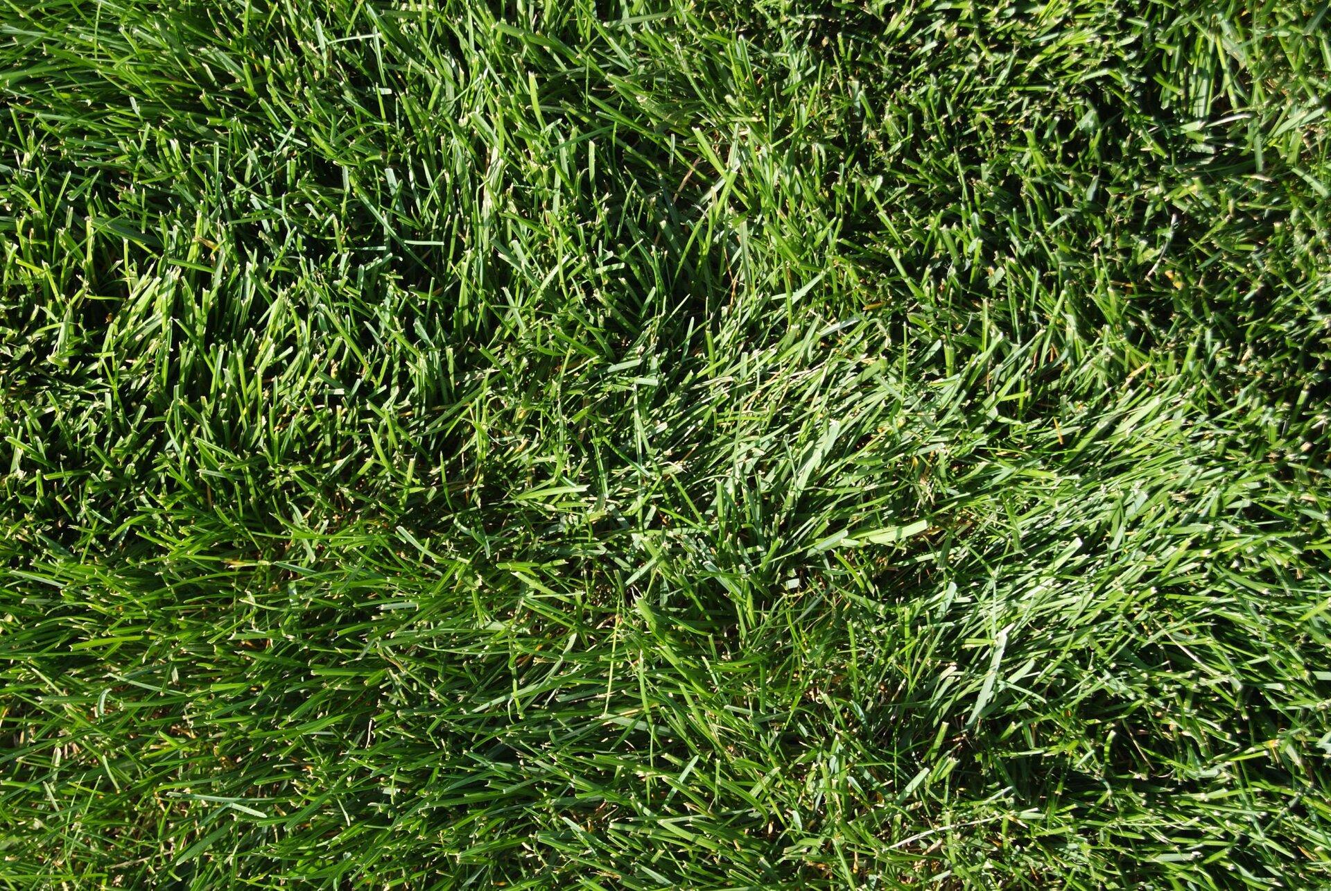 Centennial Mix - Irrigated Turf