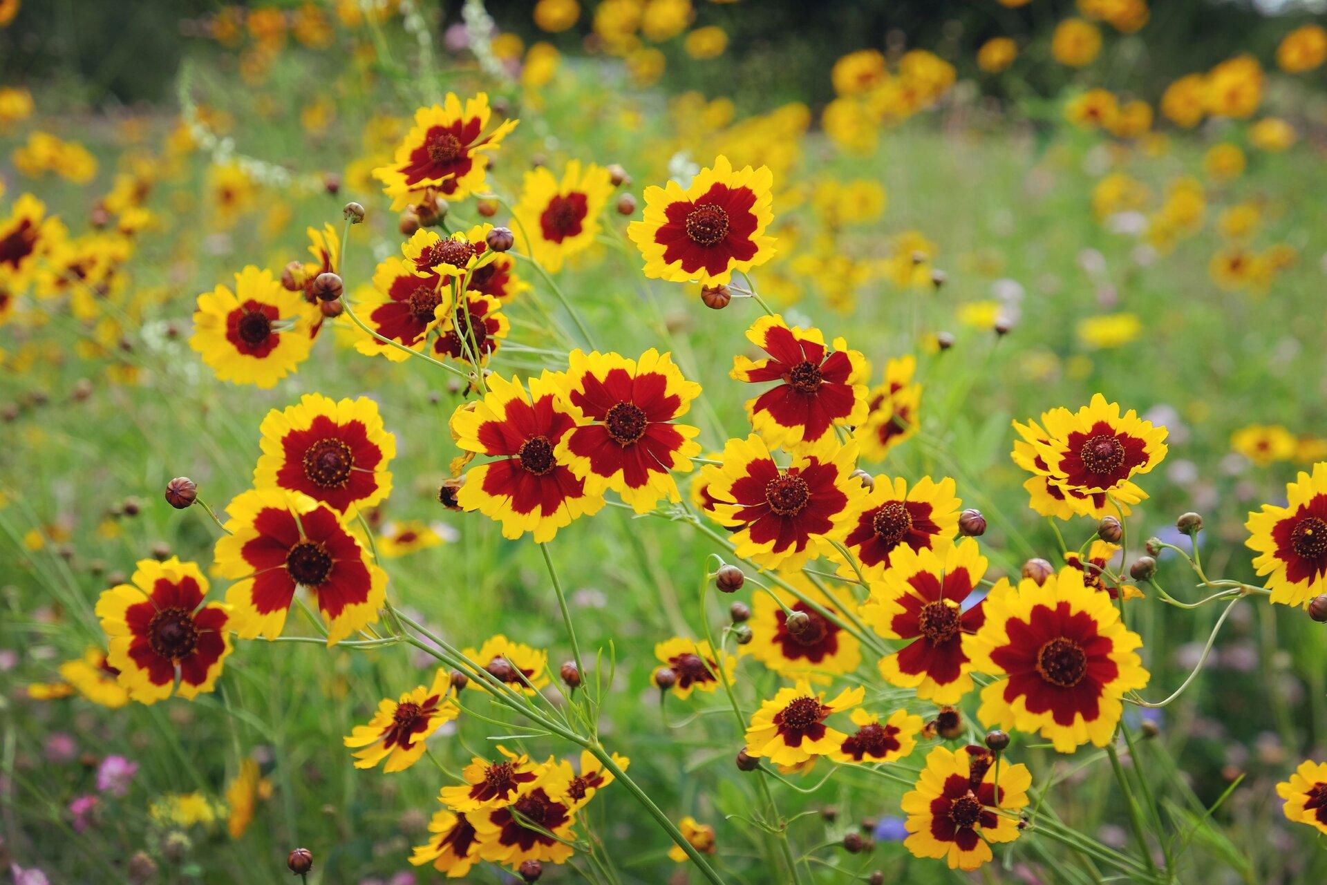 Plains Coreopsis