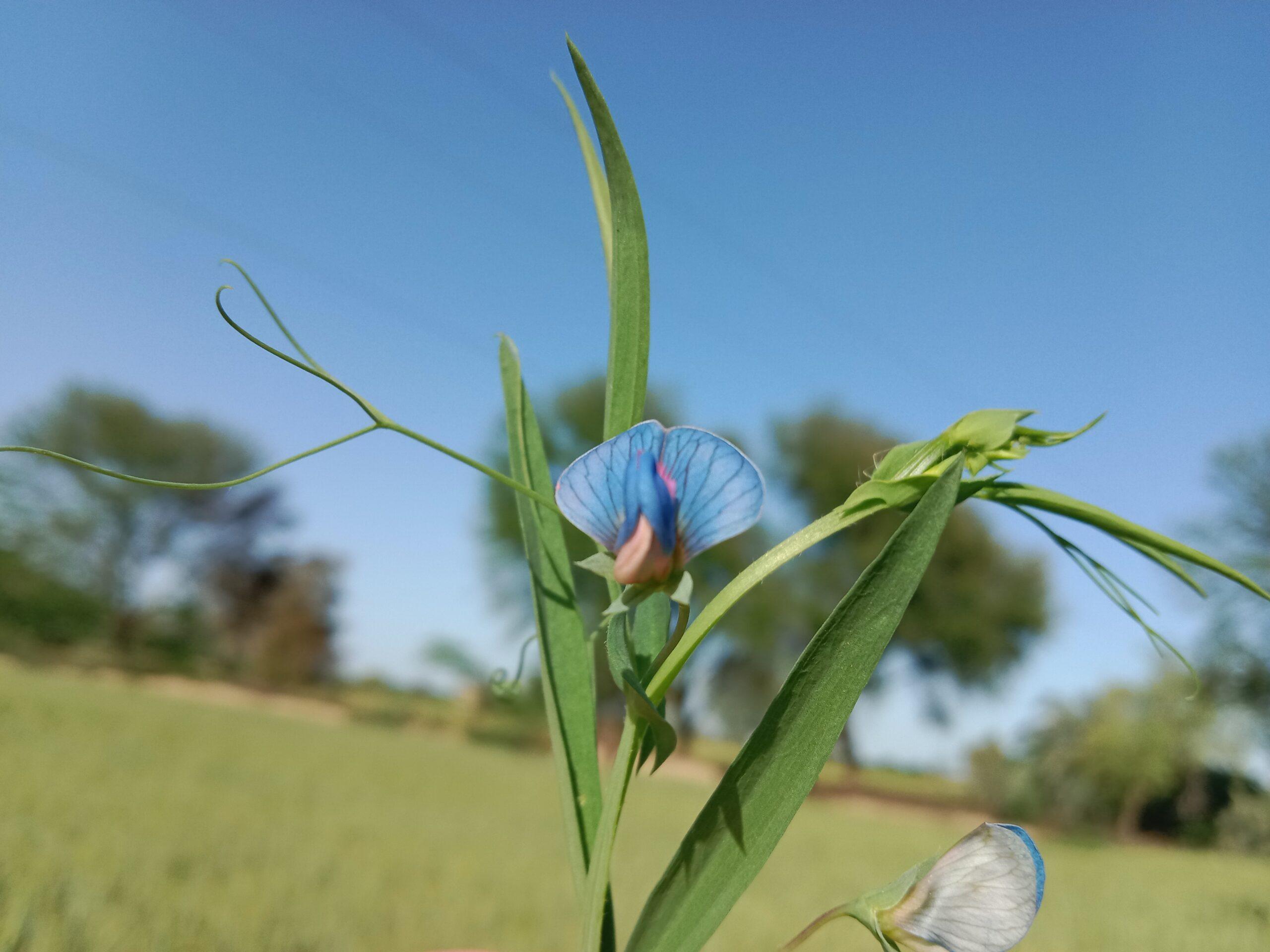 Chickling Vetch