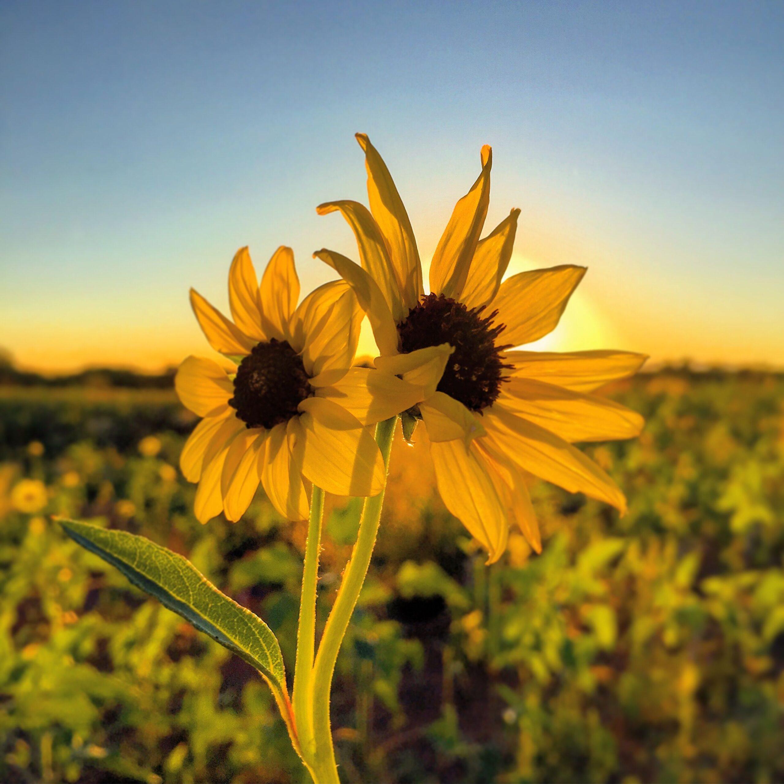 Common Sunflower