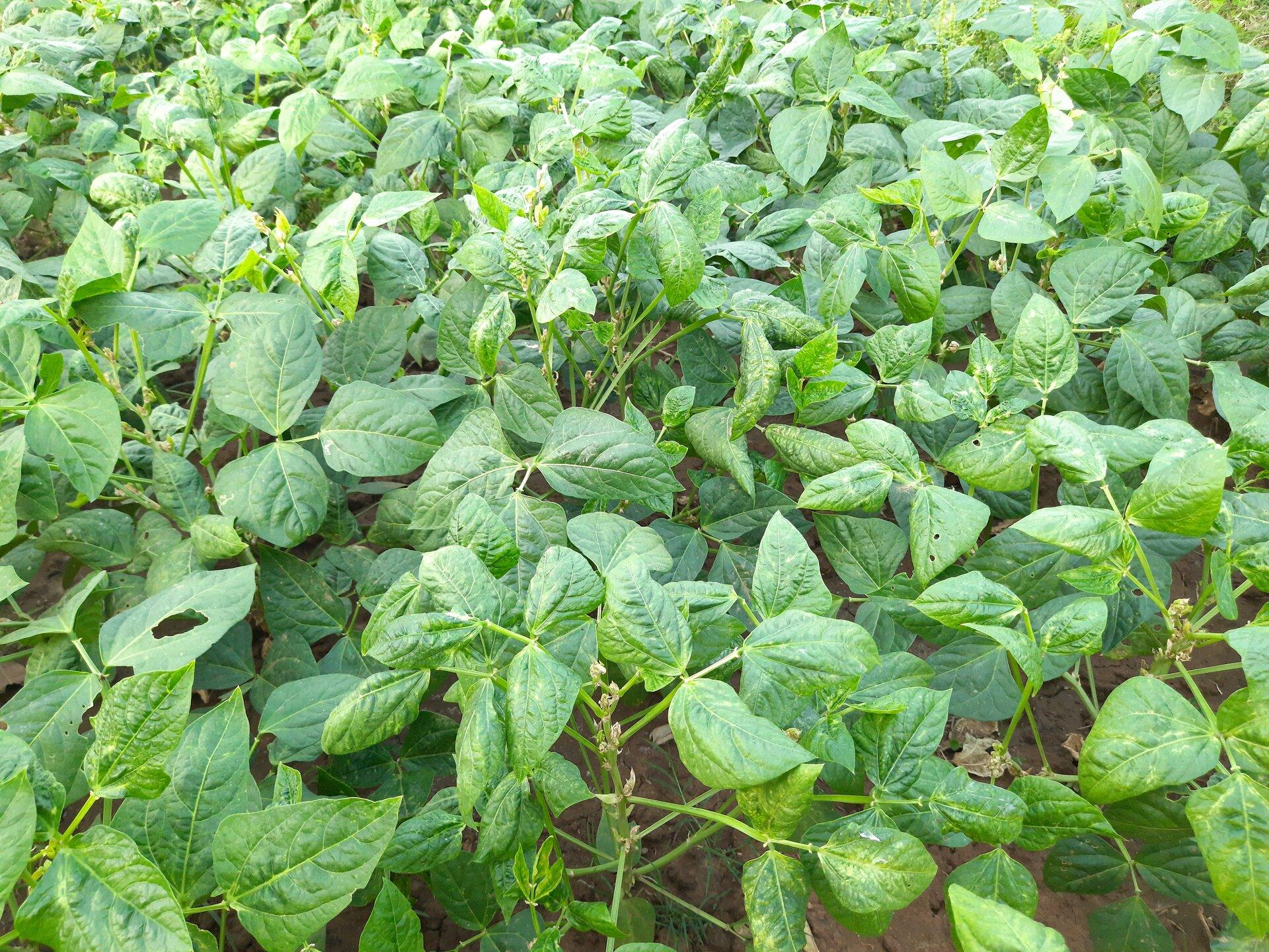 Cowpeas