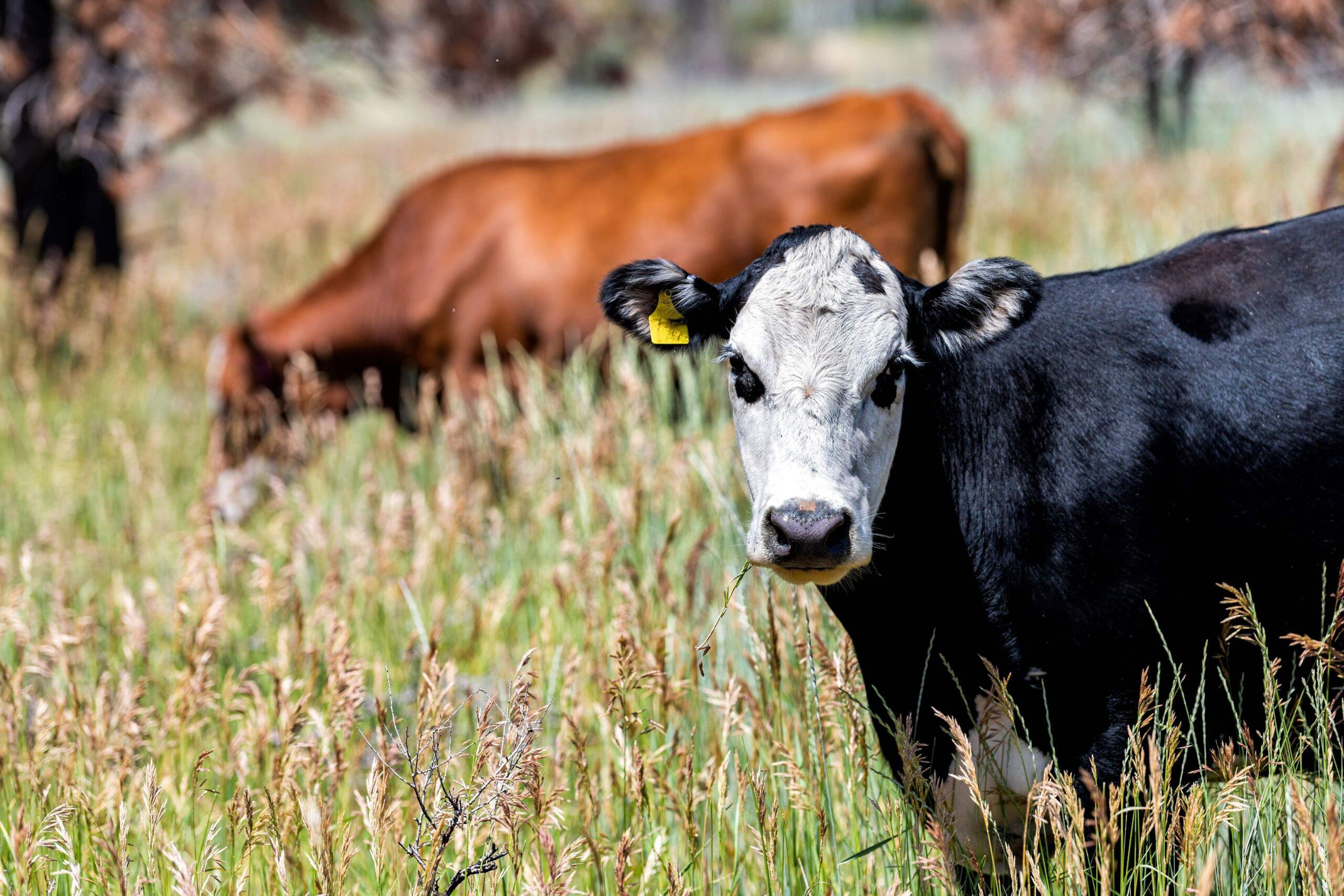 Dryland Pasture