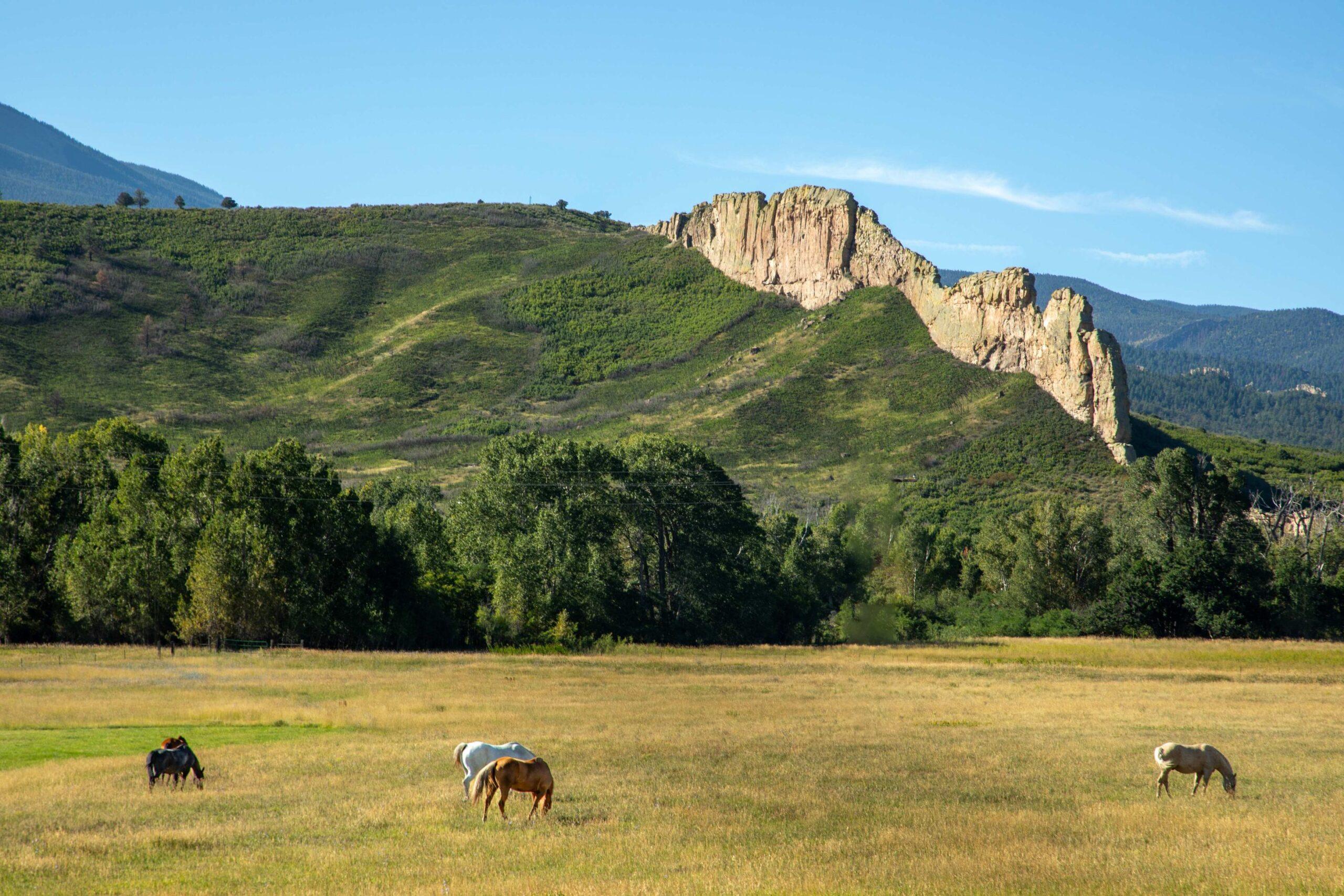 Dryland Pasture - Image 3
