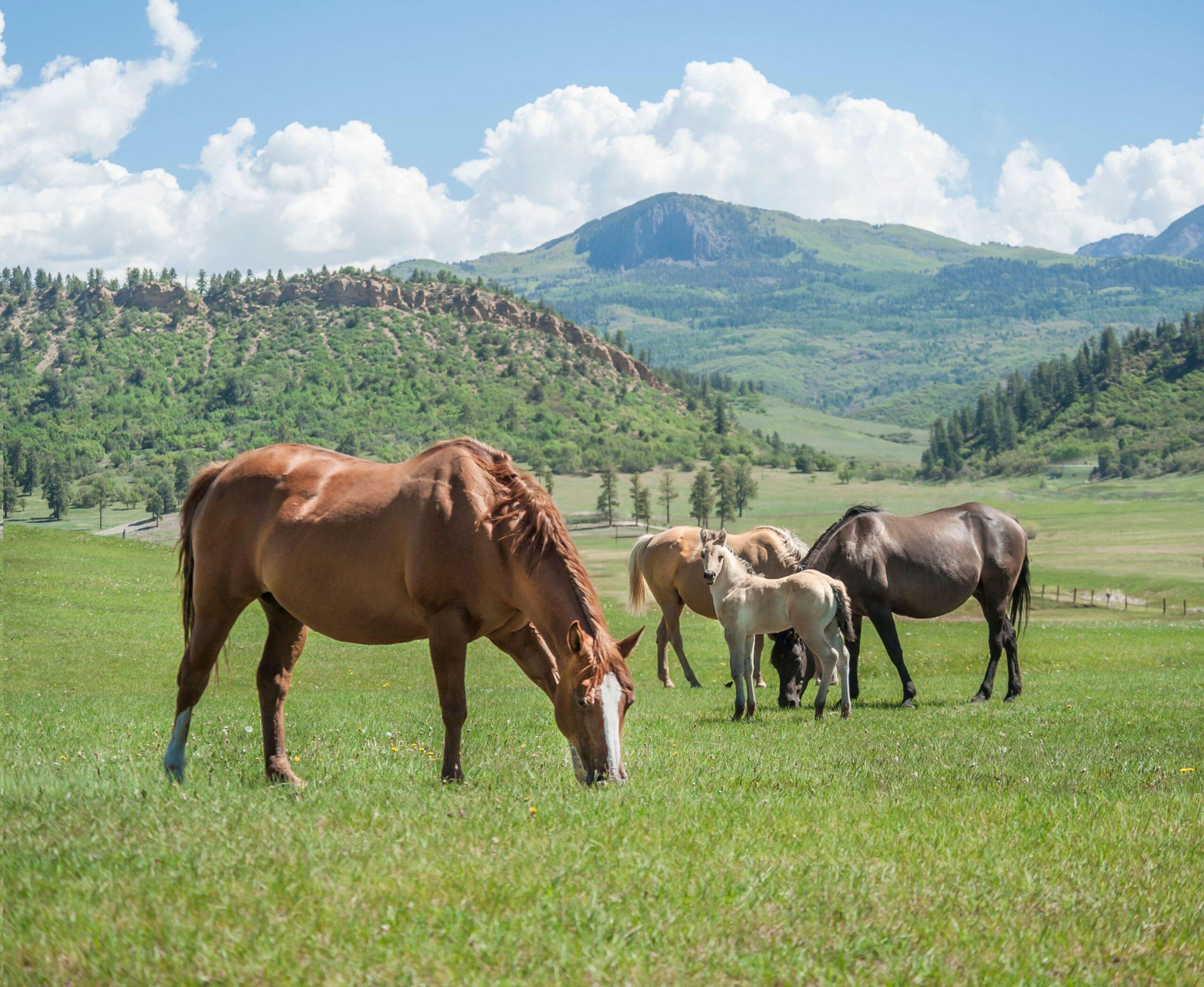 Equine Extra Pasture Mix