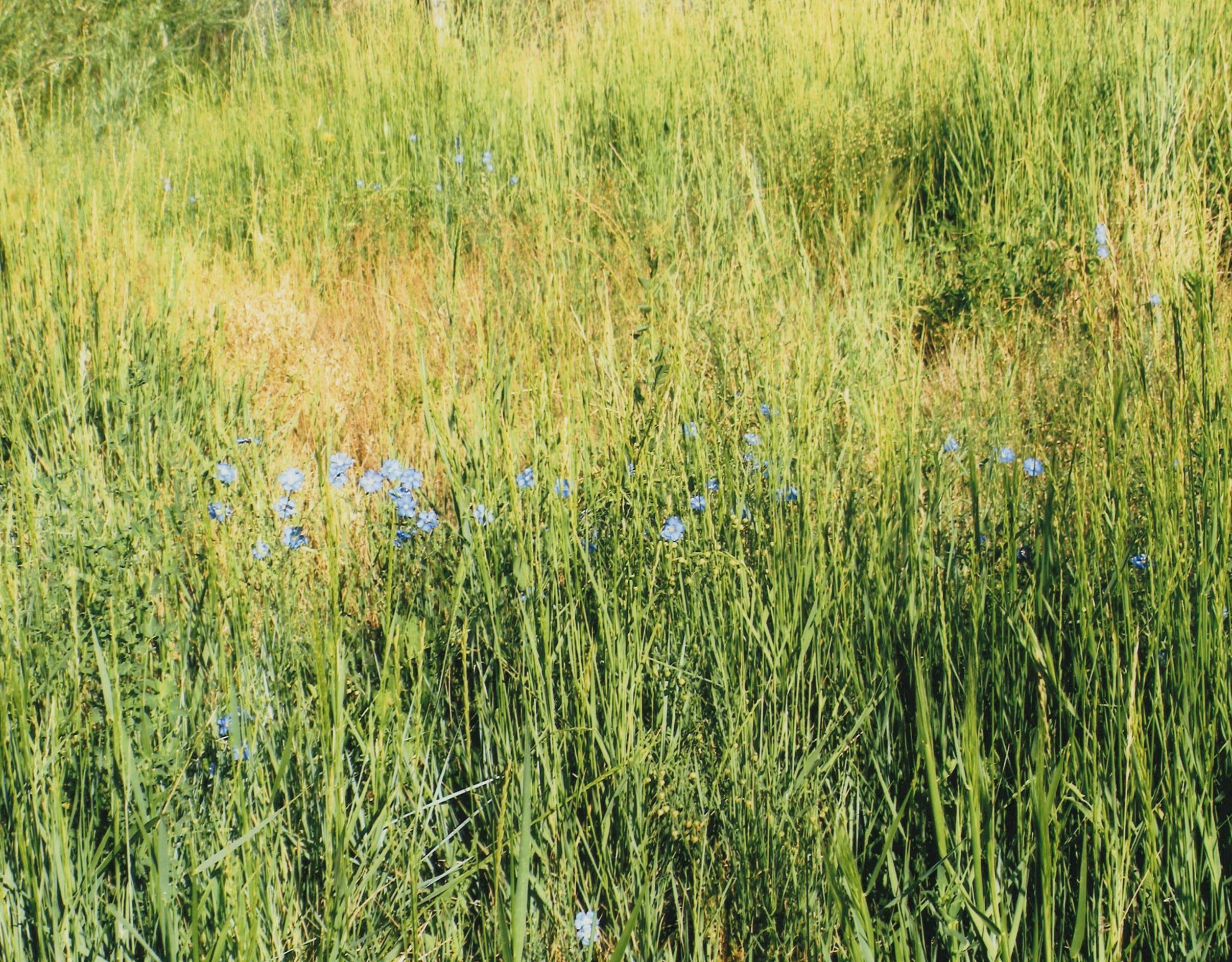 Foothills Native Mix