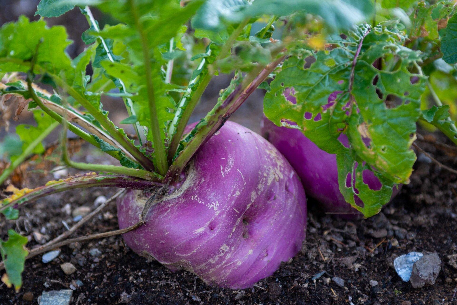 Forage Turnips