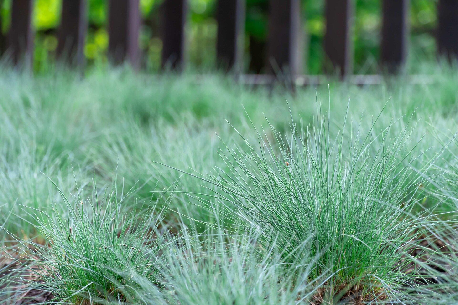 Low Grow Low Maintenance Mix