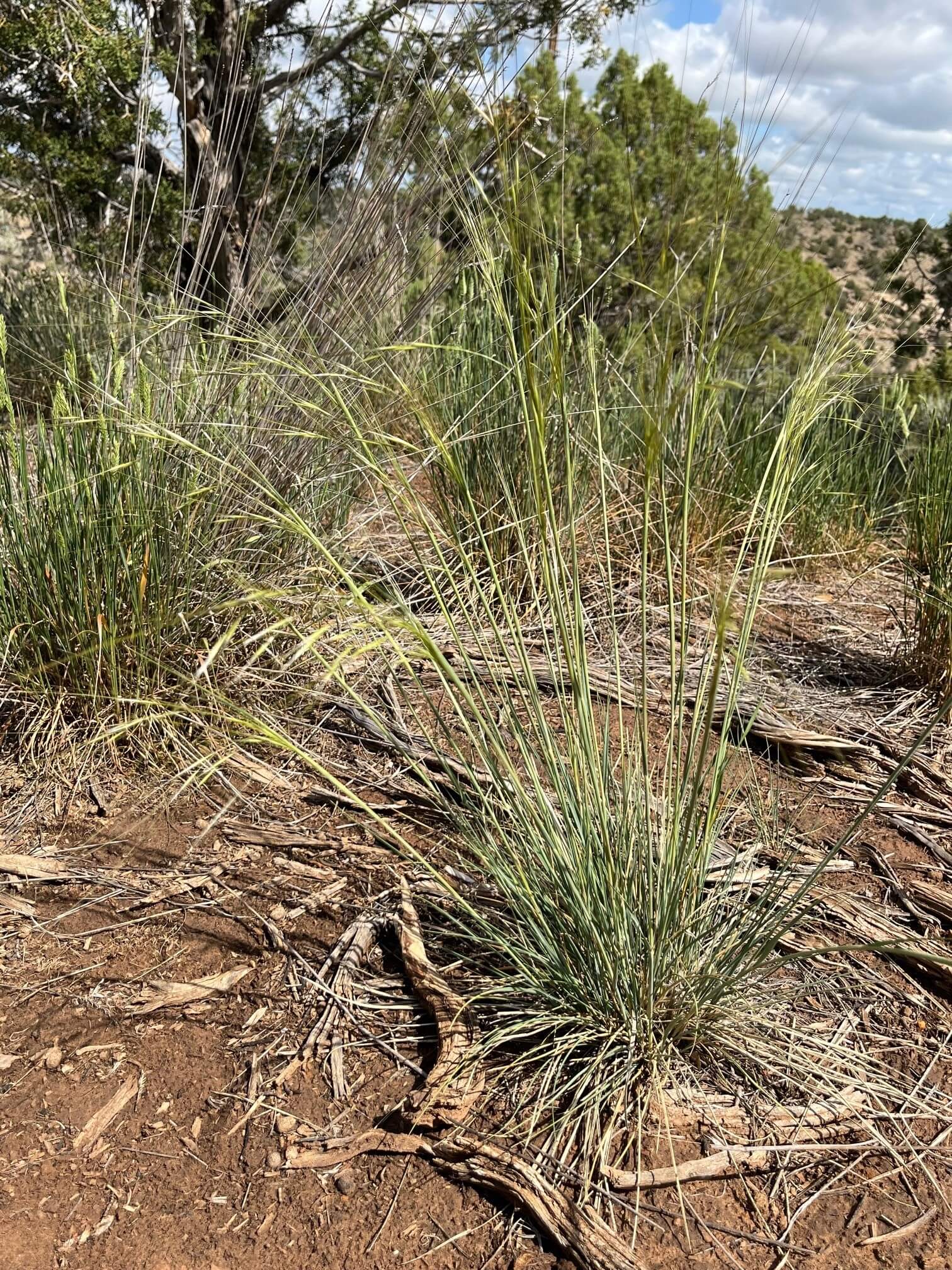 Needle & Thread Grass