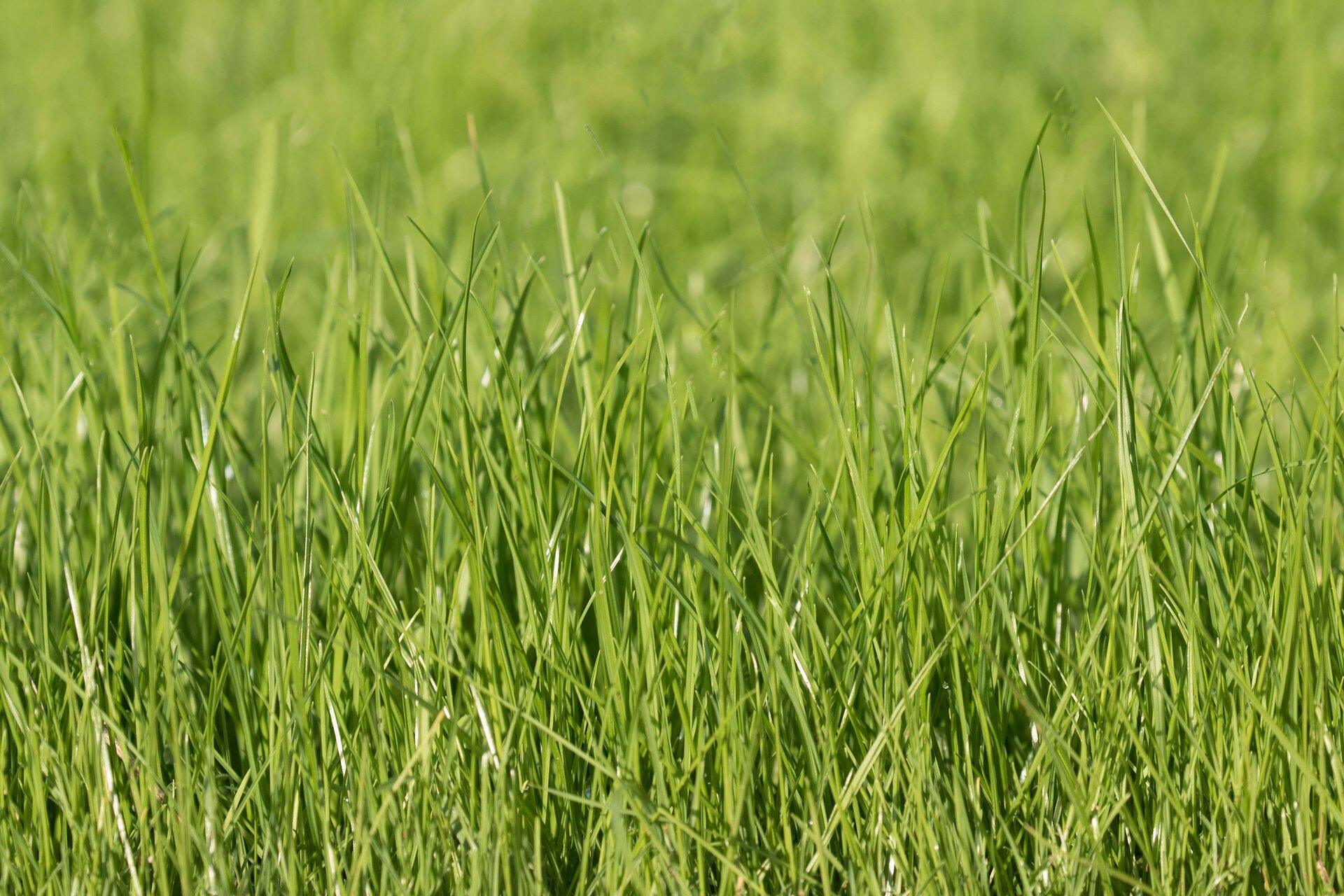 Triumph Perennial Rye  - Irrigated Turf