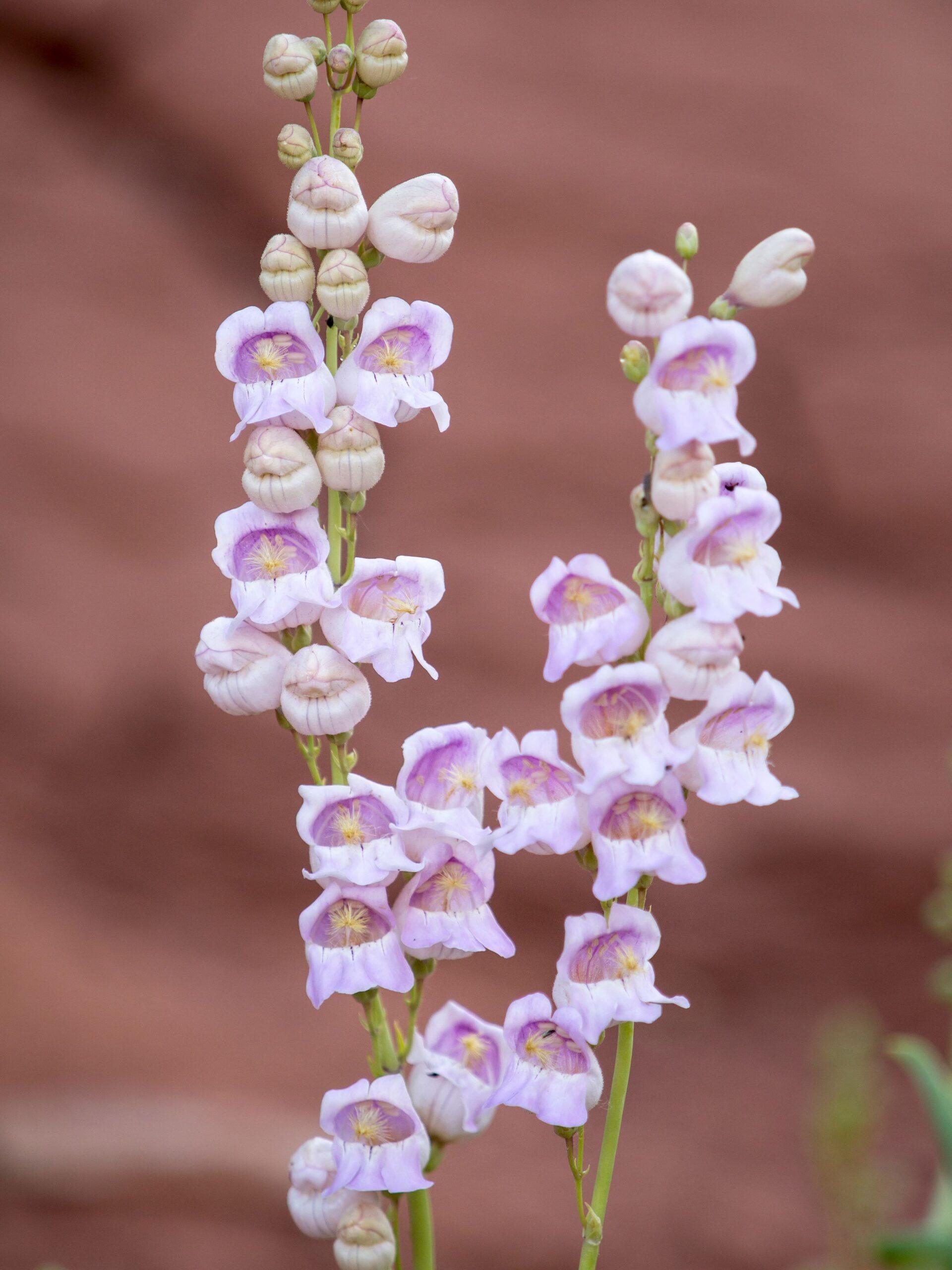 Palmer Penstemon