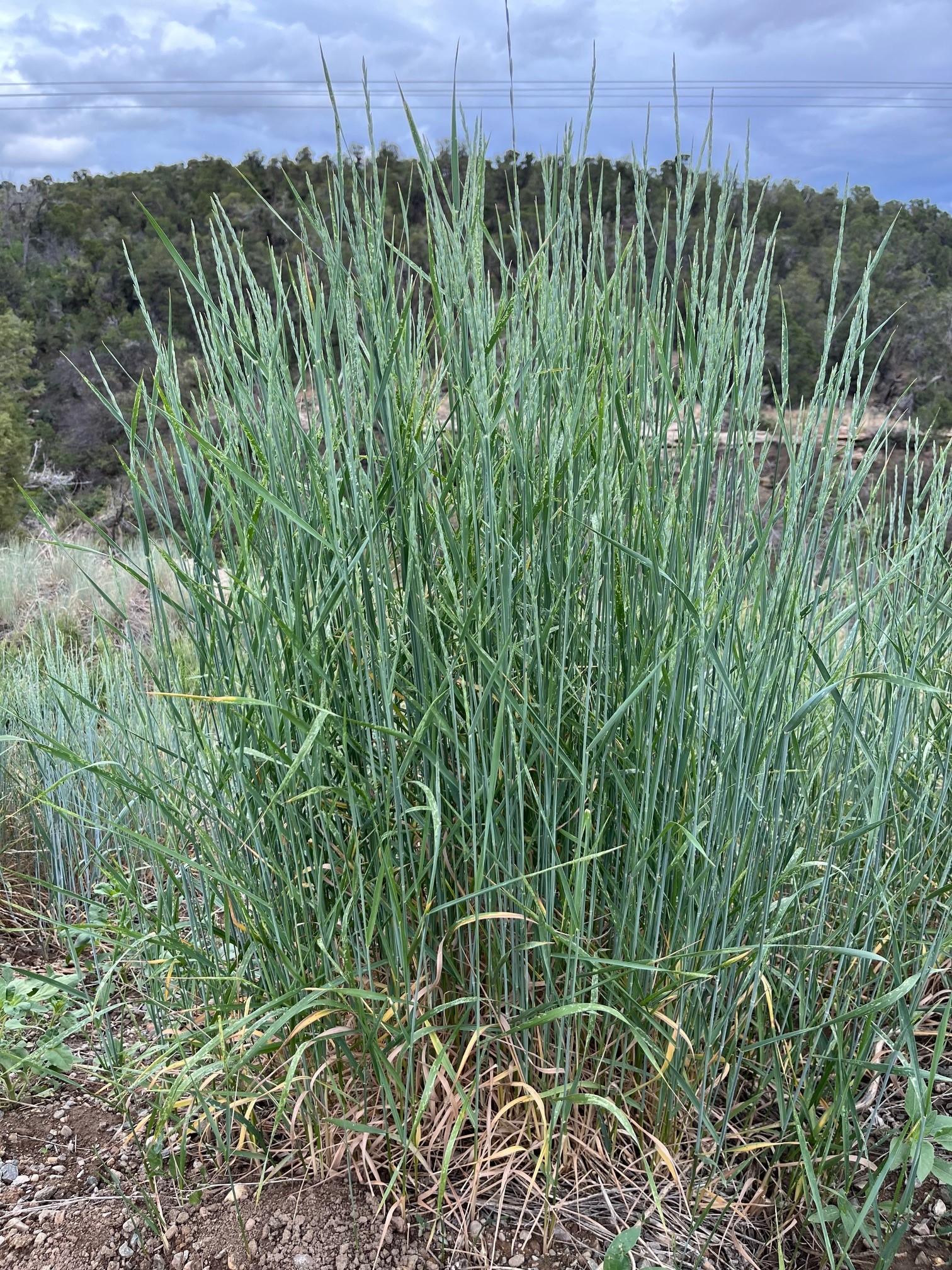 Pubescent Wheatgrass