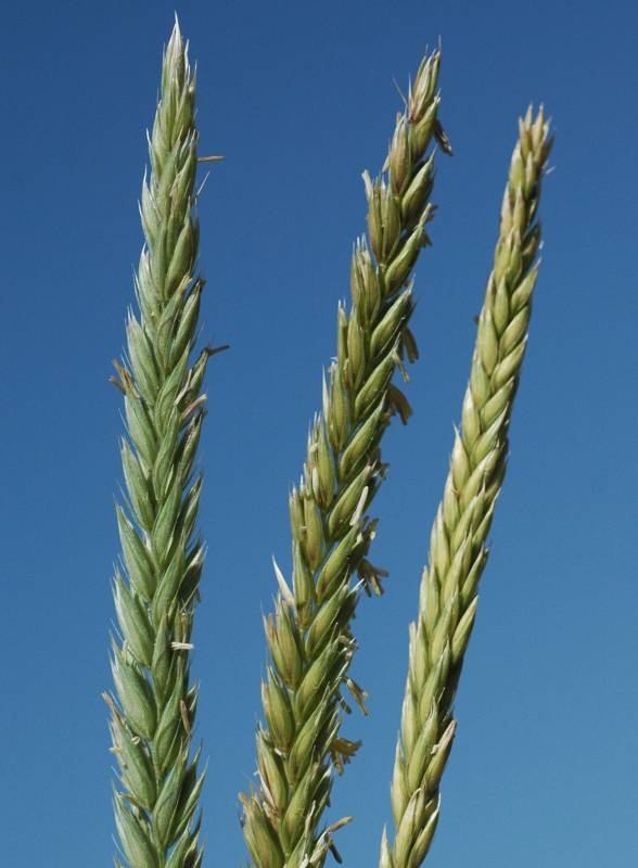 Russian Wildrye - Image 2