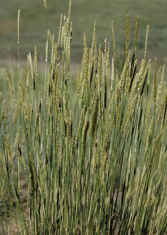 Russian Wildrye - Image 3