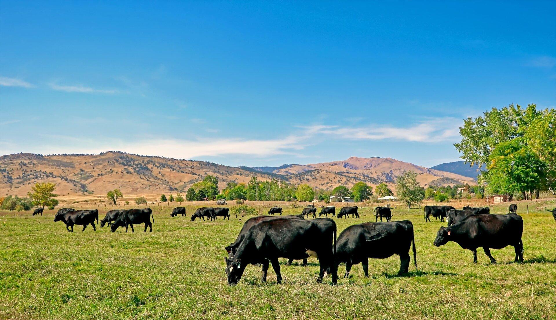Semi-Irrigated Pasture Mix