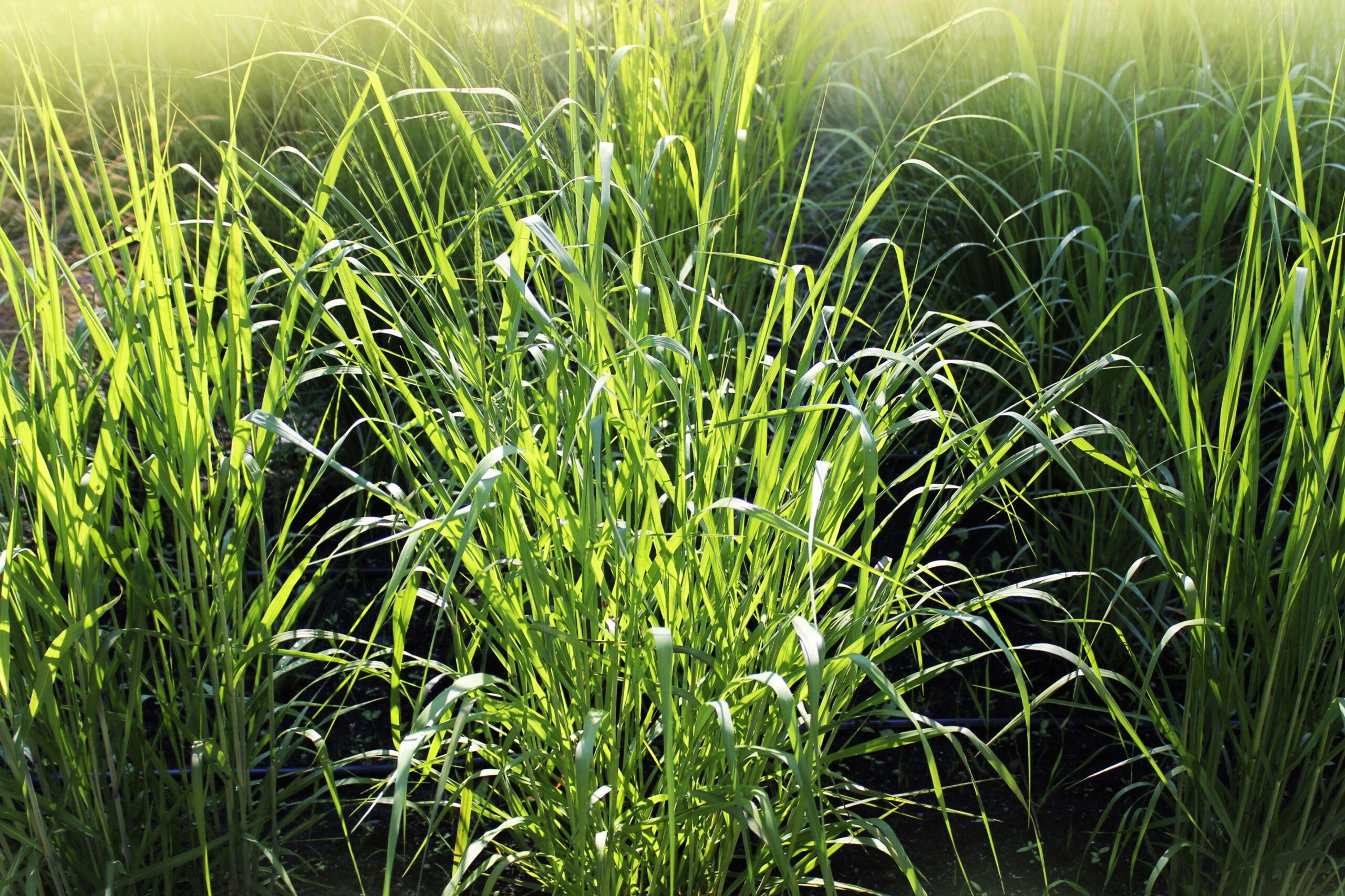 Switchgrass