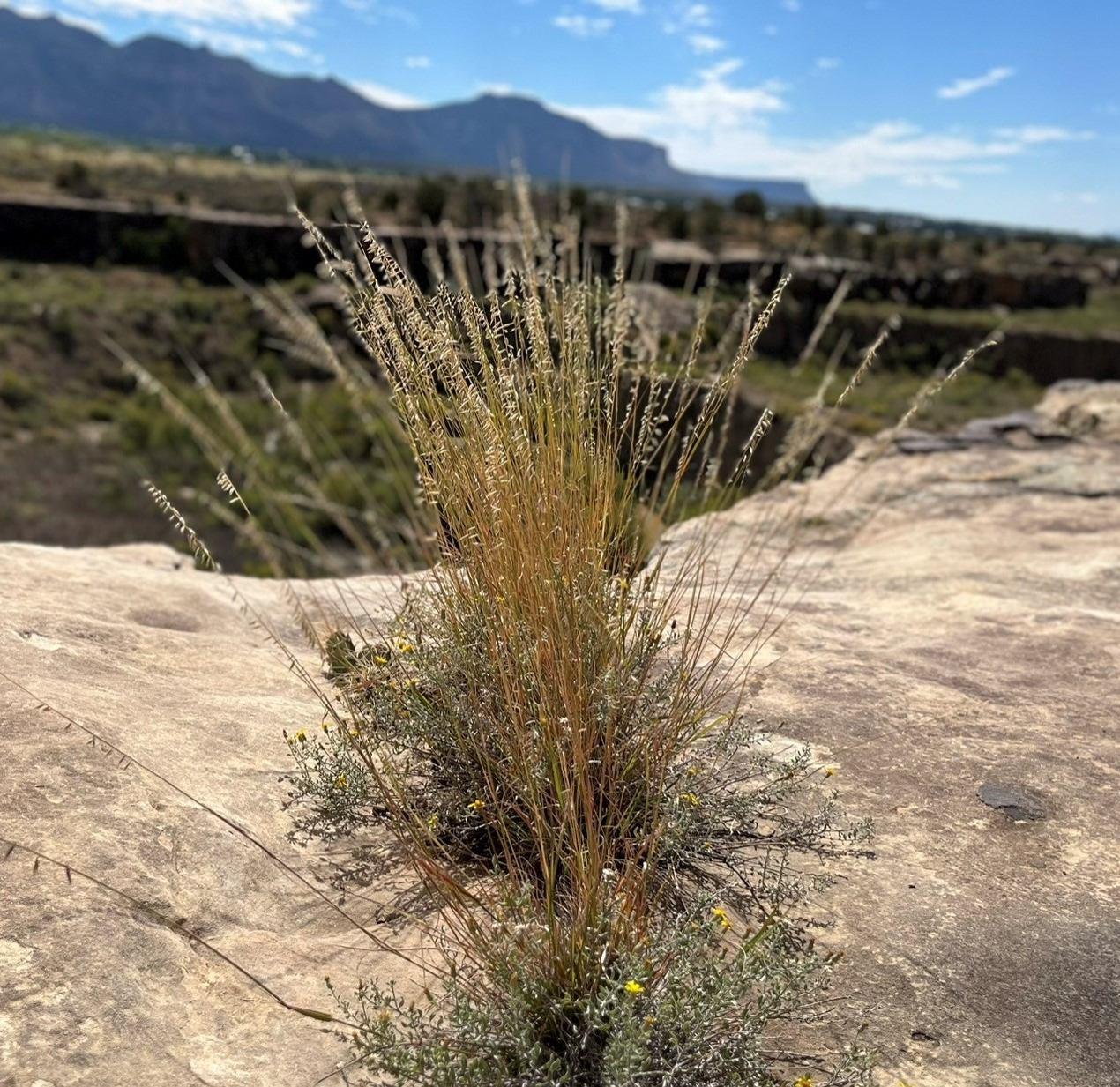 Sideoats Grama