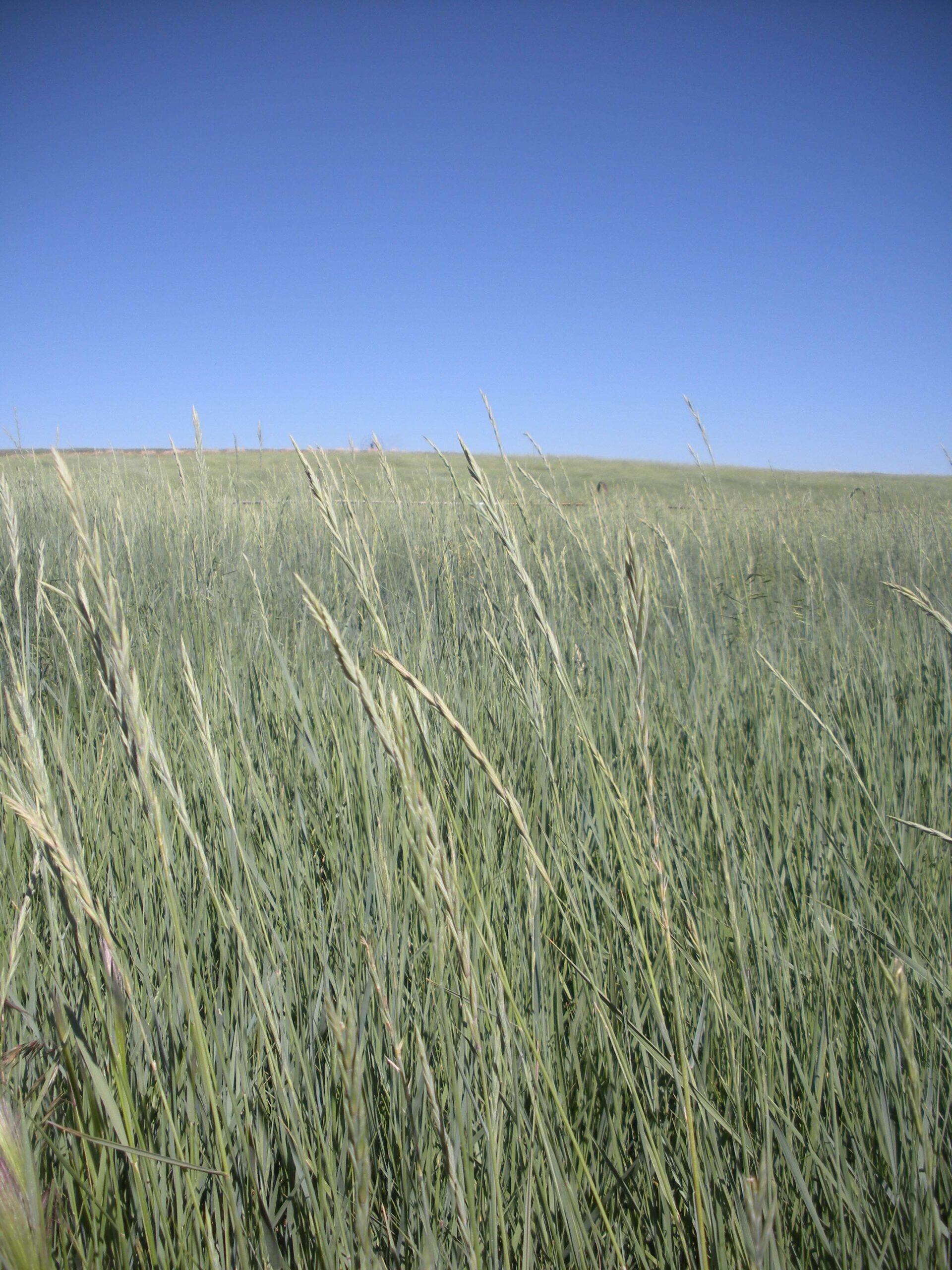 Western Wheatgrass