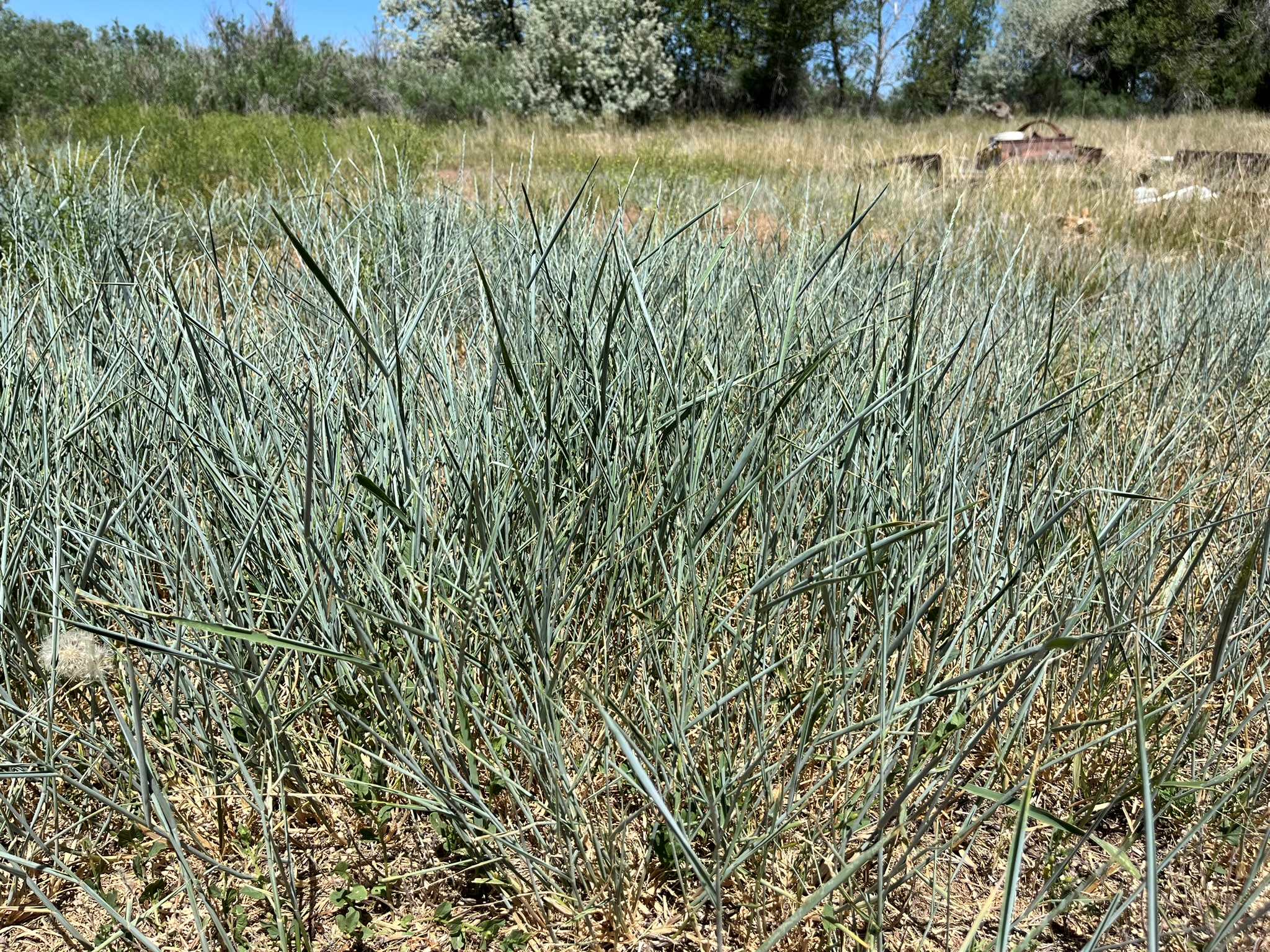 Western Wheatgrass - Image 2