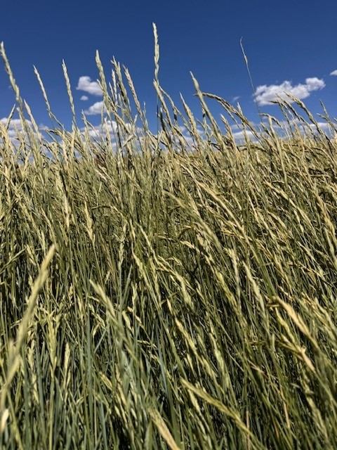 Western Wheatgrass - Image 3