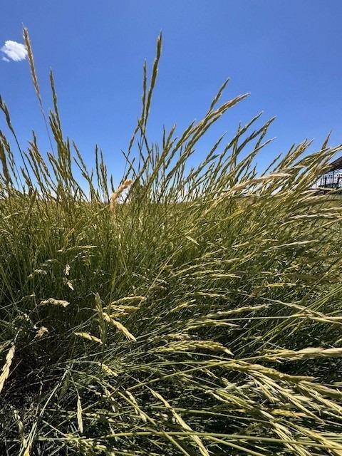 Western Wheatgrass - Image 4