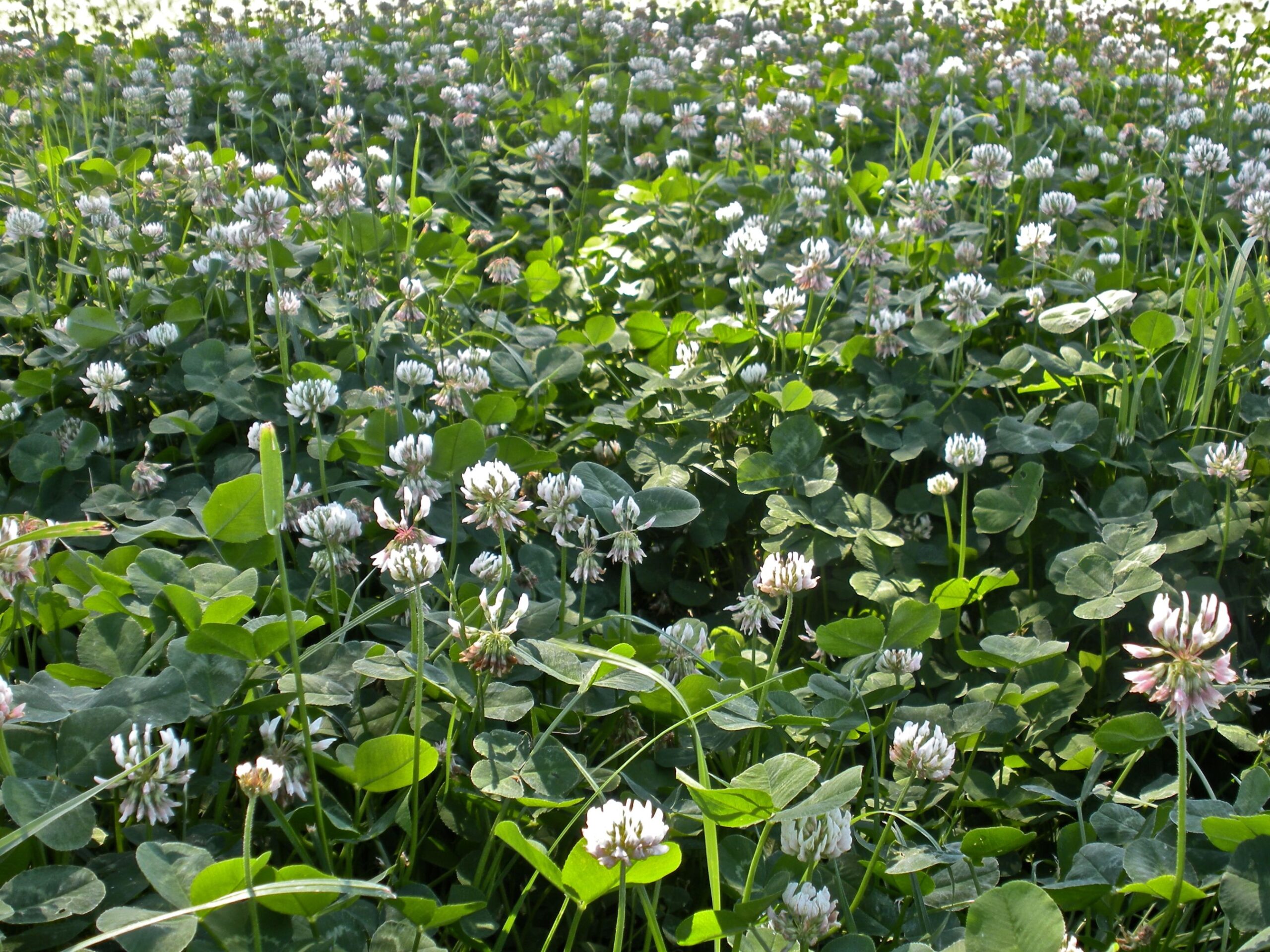 White Ladino Clover - Image 2