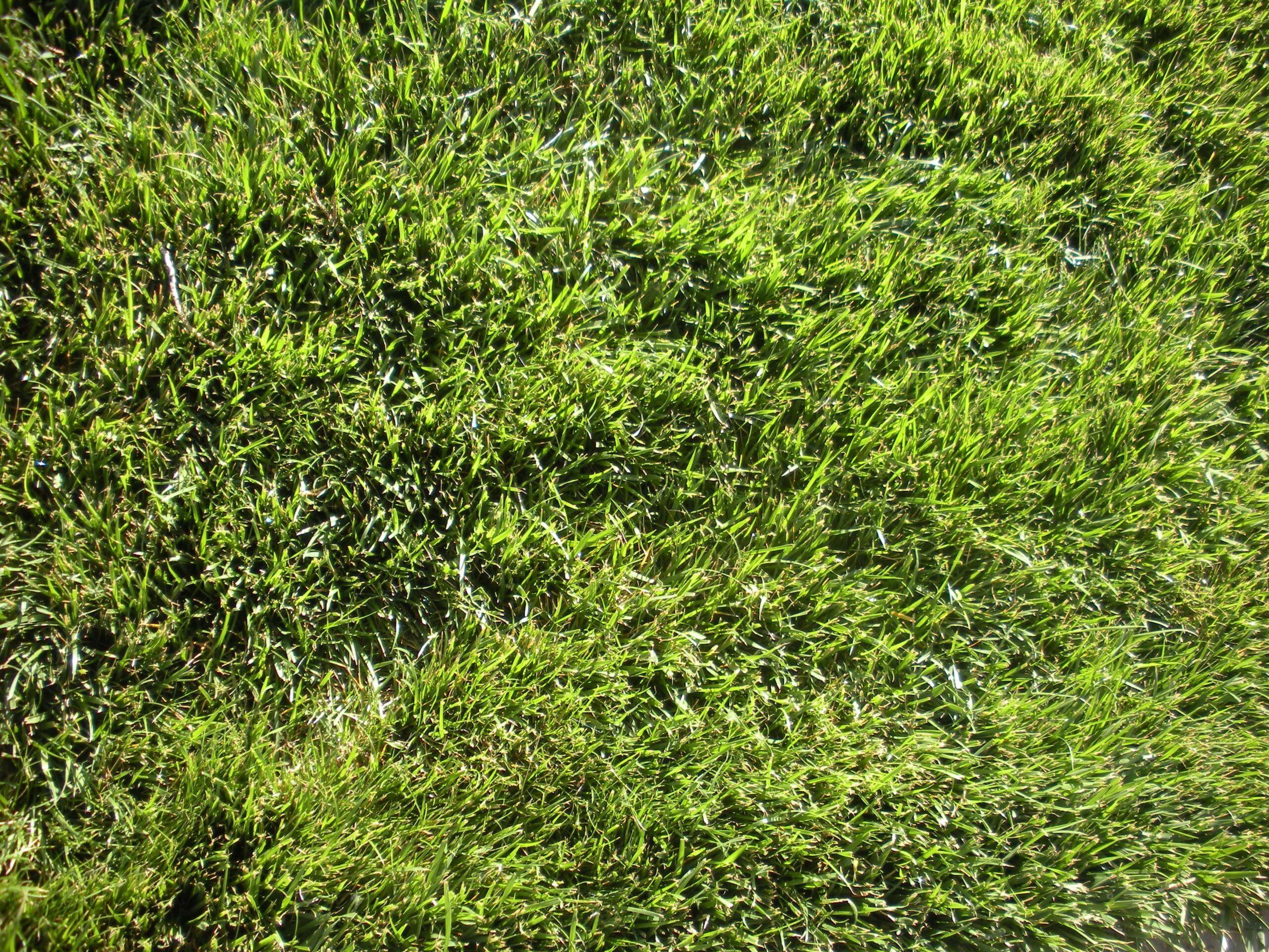 Winner's Circle Tall Fescue- Irrigated Turf