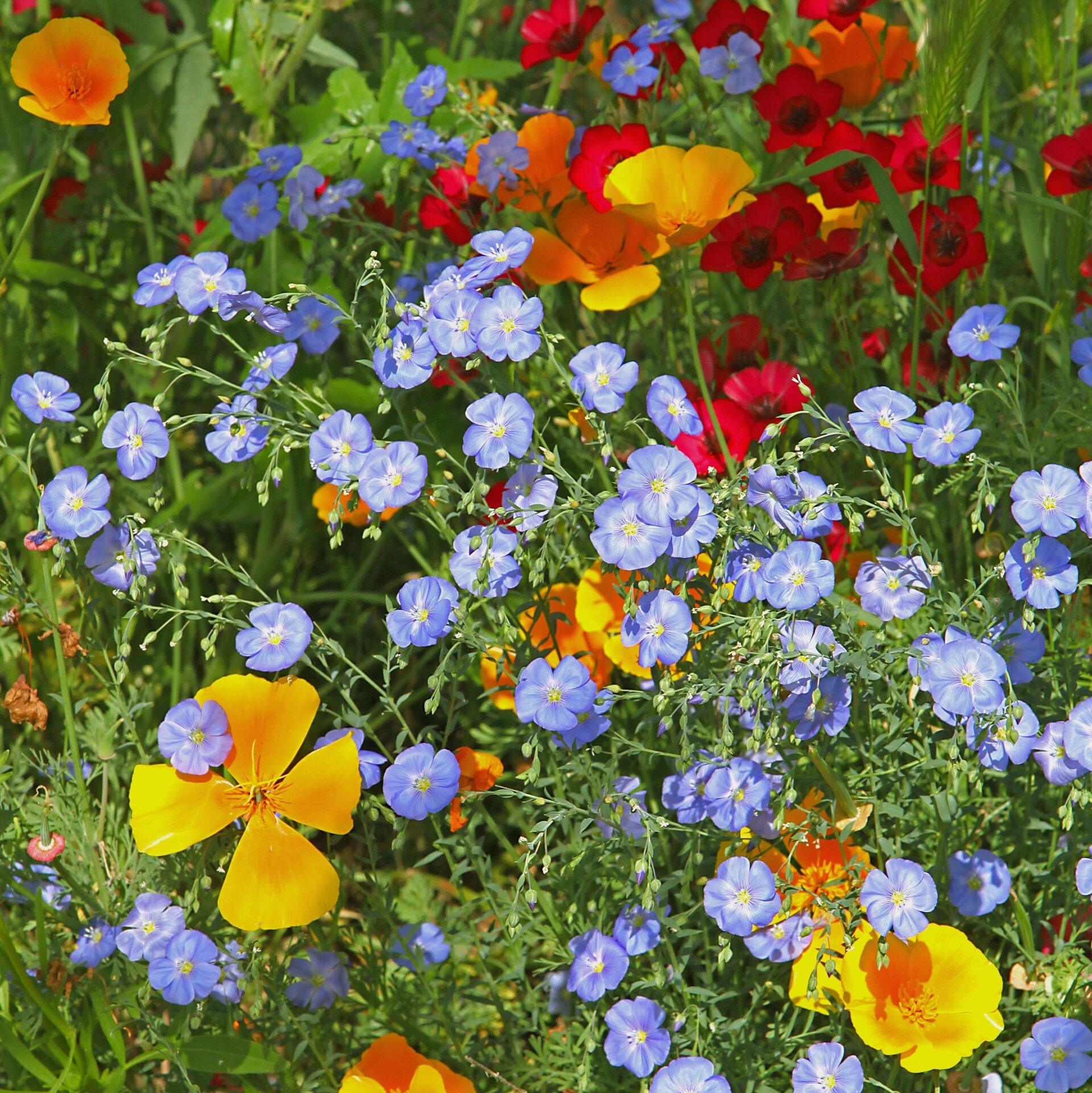 Heidi's Highlands Wildflower Mix