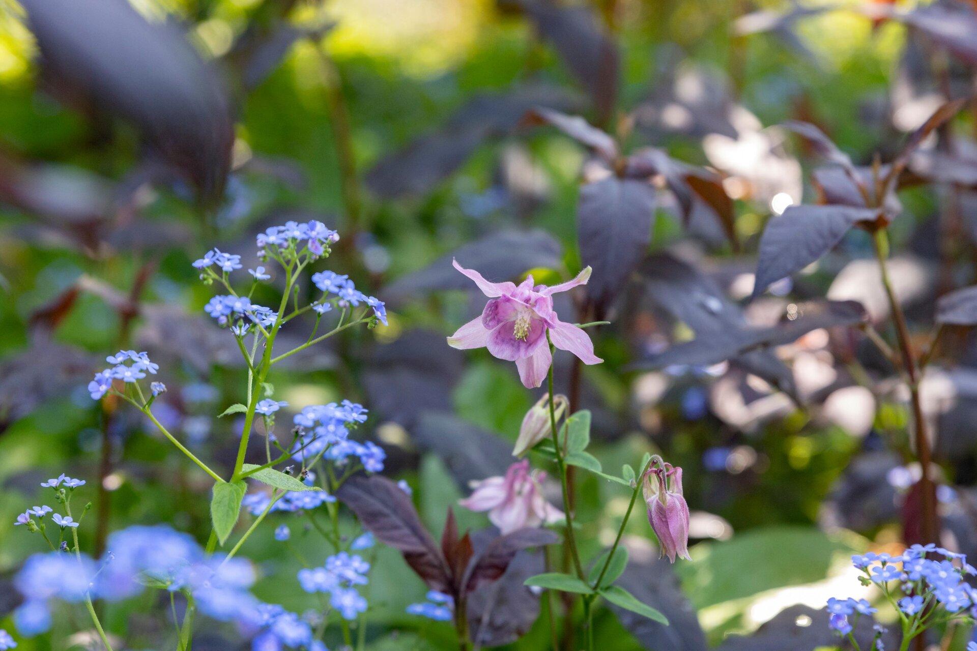 Sadies Shade Wildflower Mix