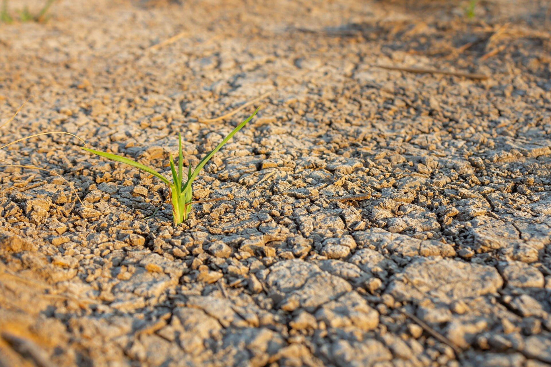 Alkali Seed Mix