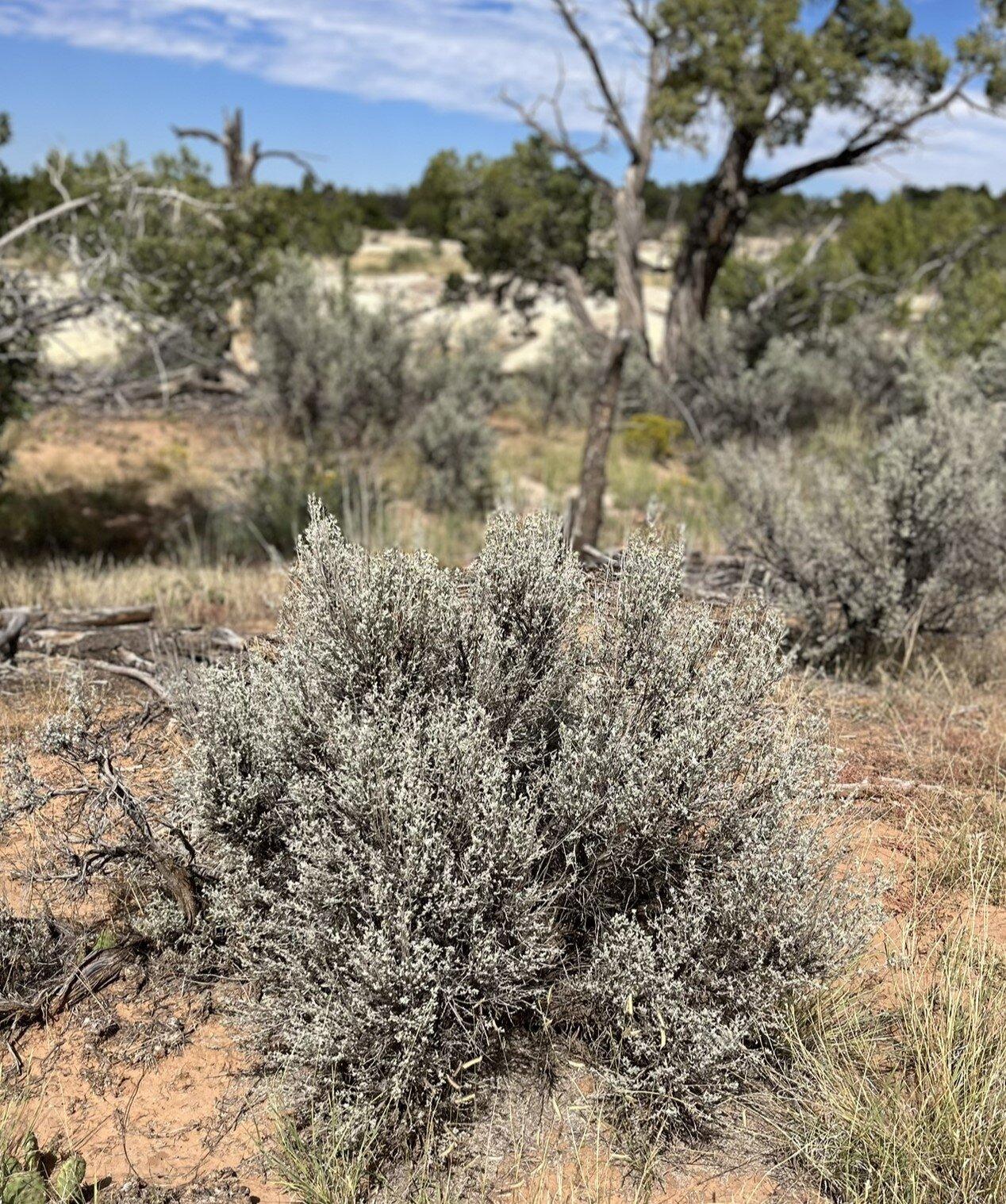 Big Wyoming Sagebrush