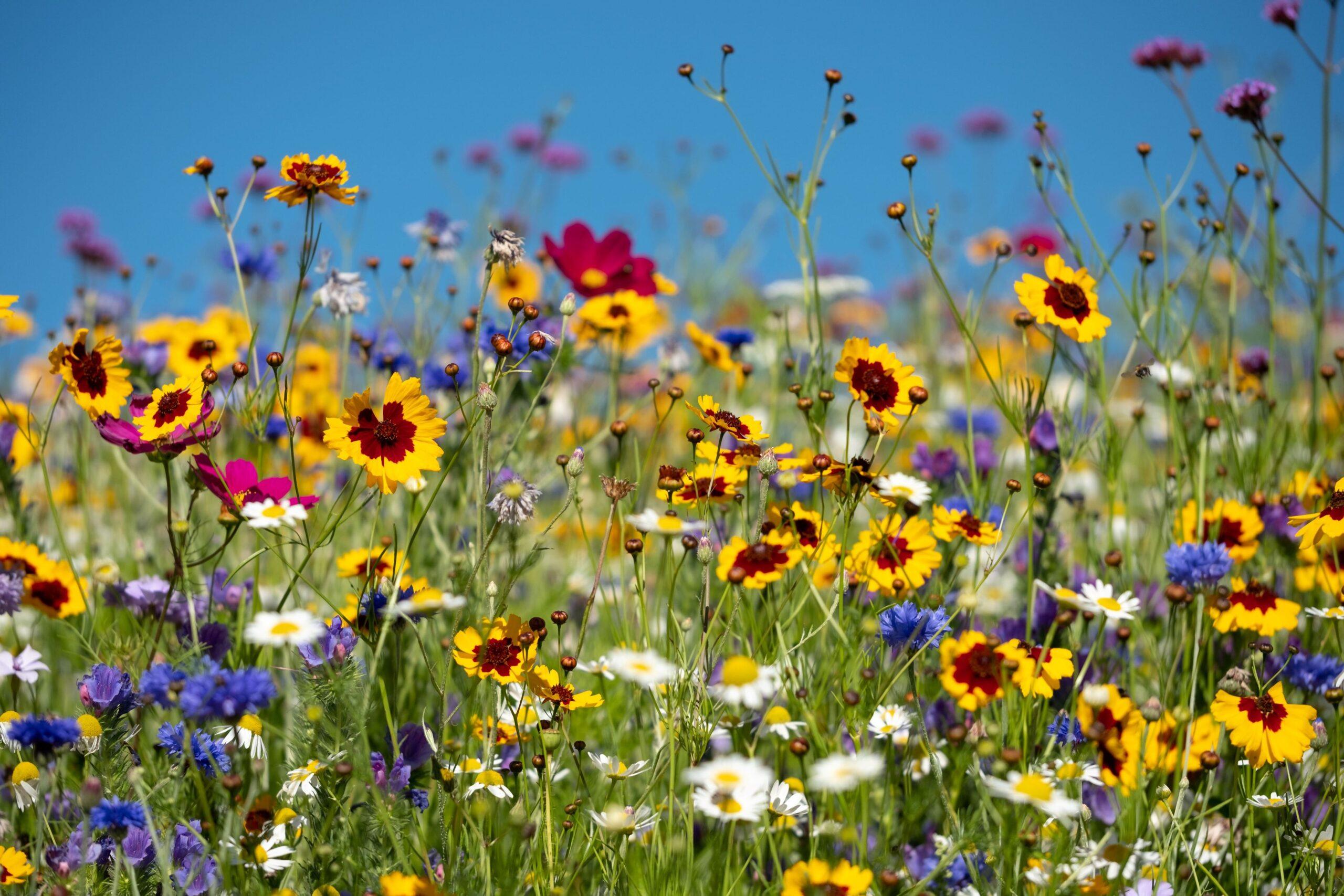 Betty's Borders Wildflower Mix