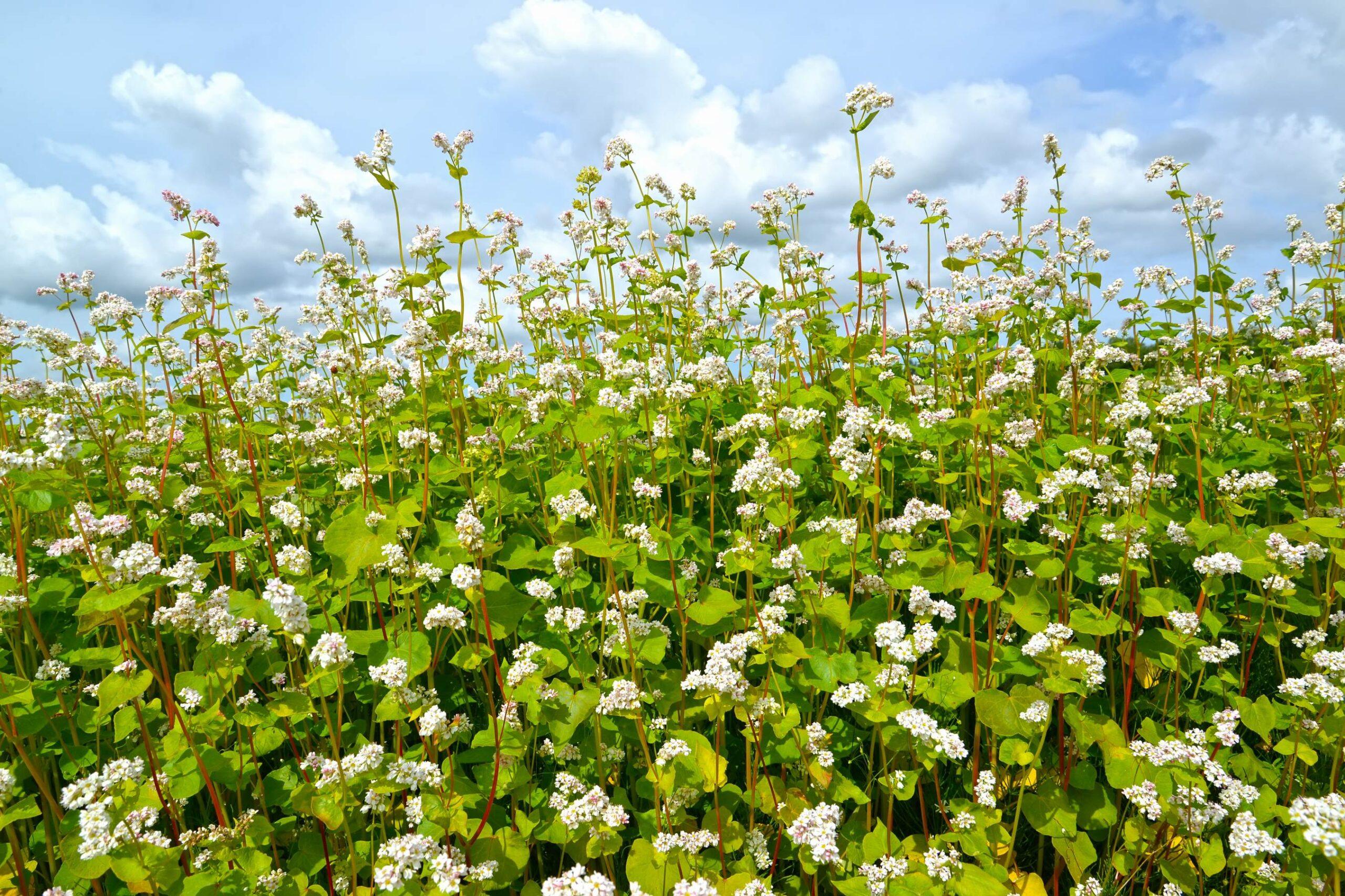 Buckwheat