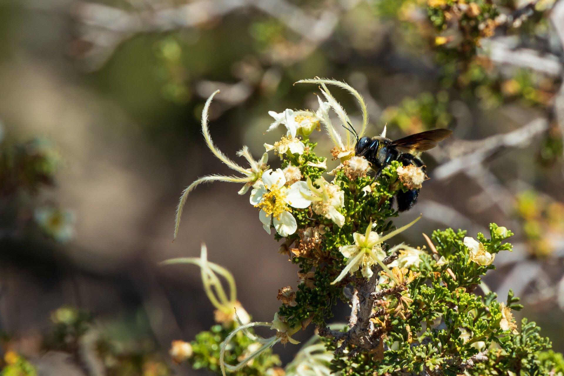 Cliffrose
