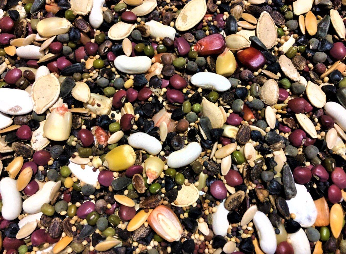 Milpa Garden Cover Crop