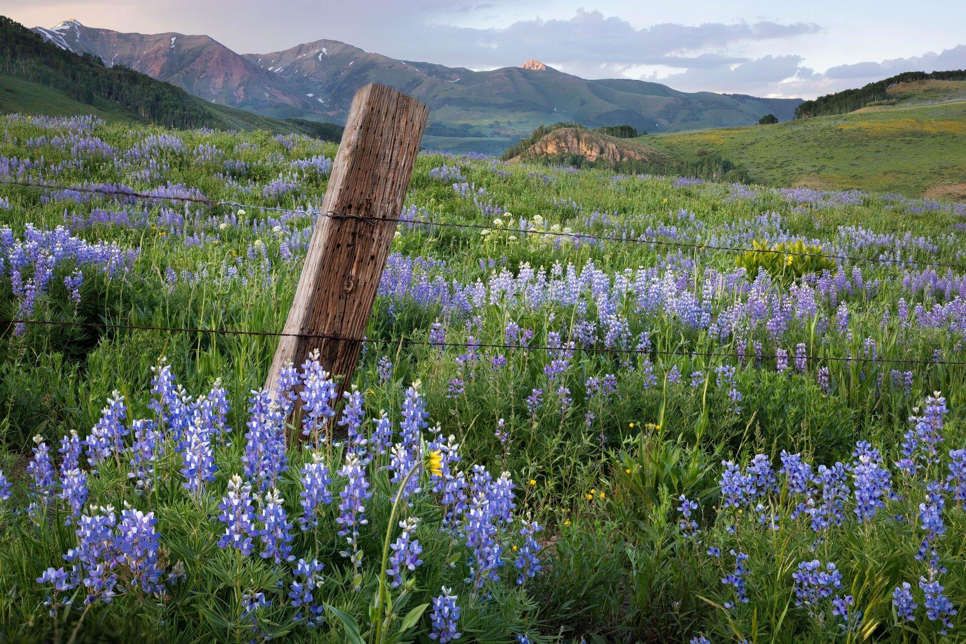 Mountain Lupine