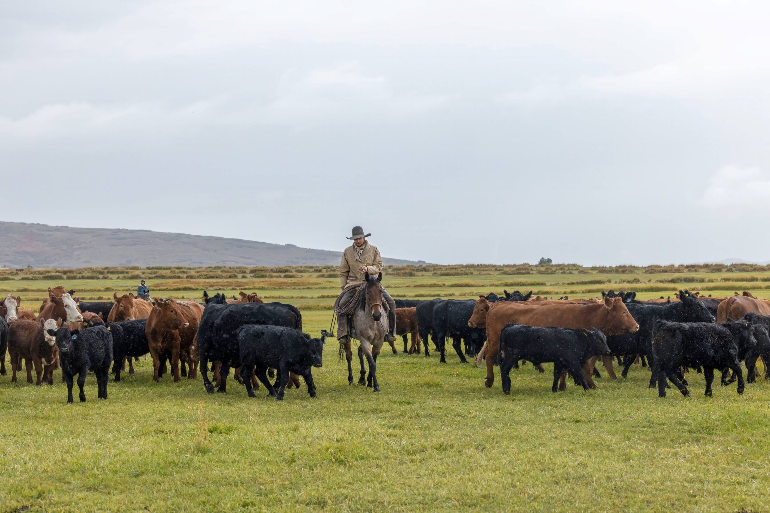 Rotational Pasture Mix