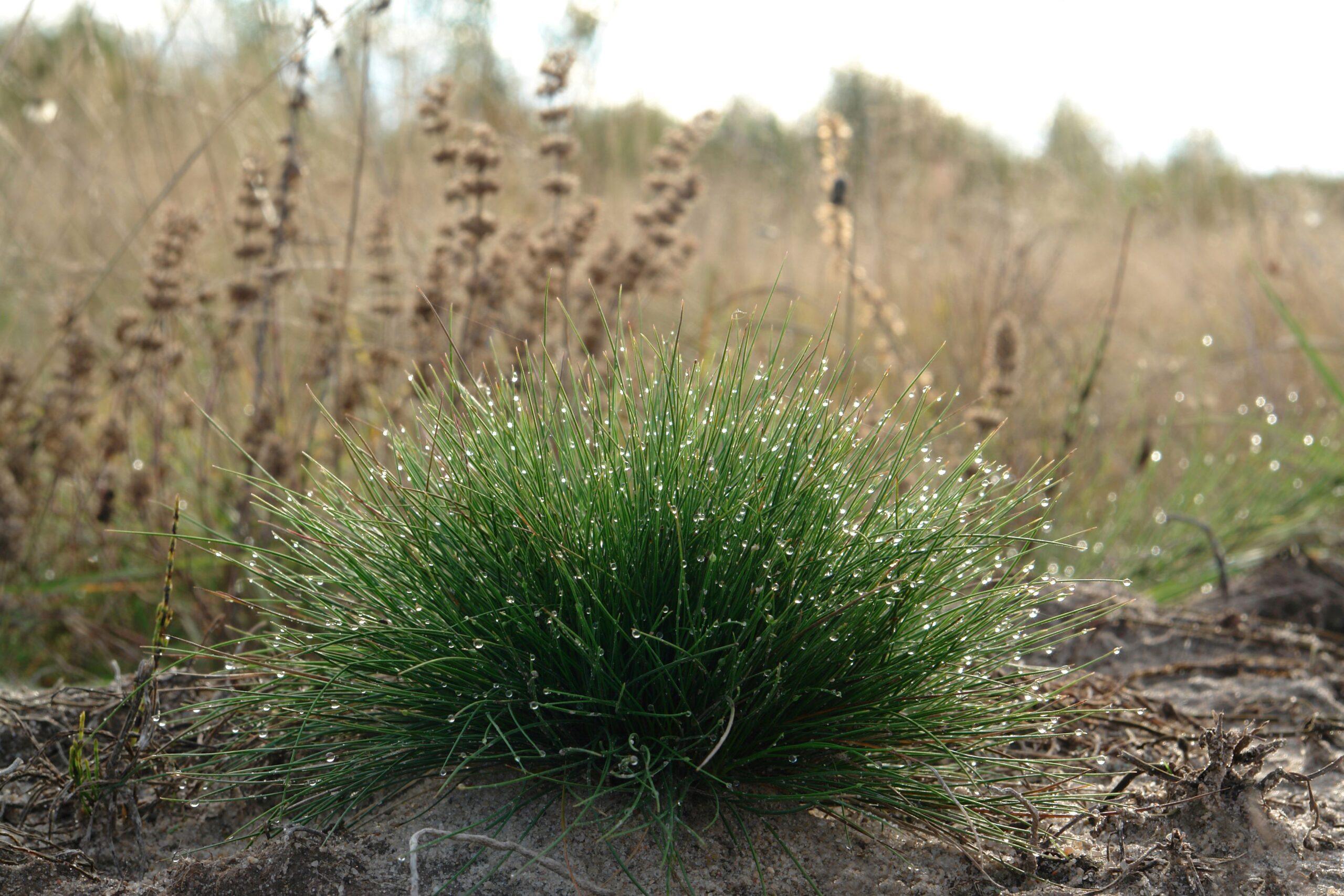 Sheep Fescue