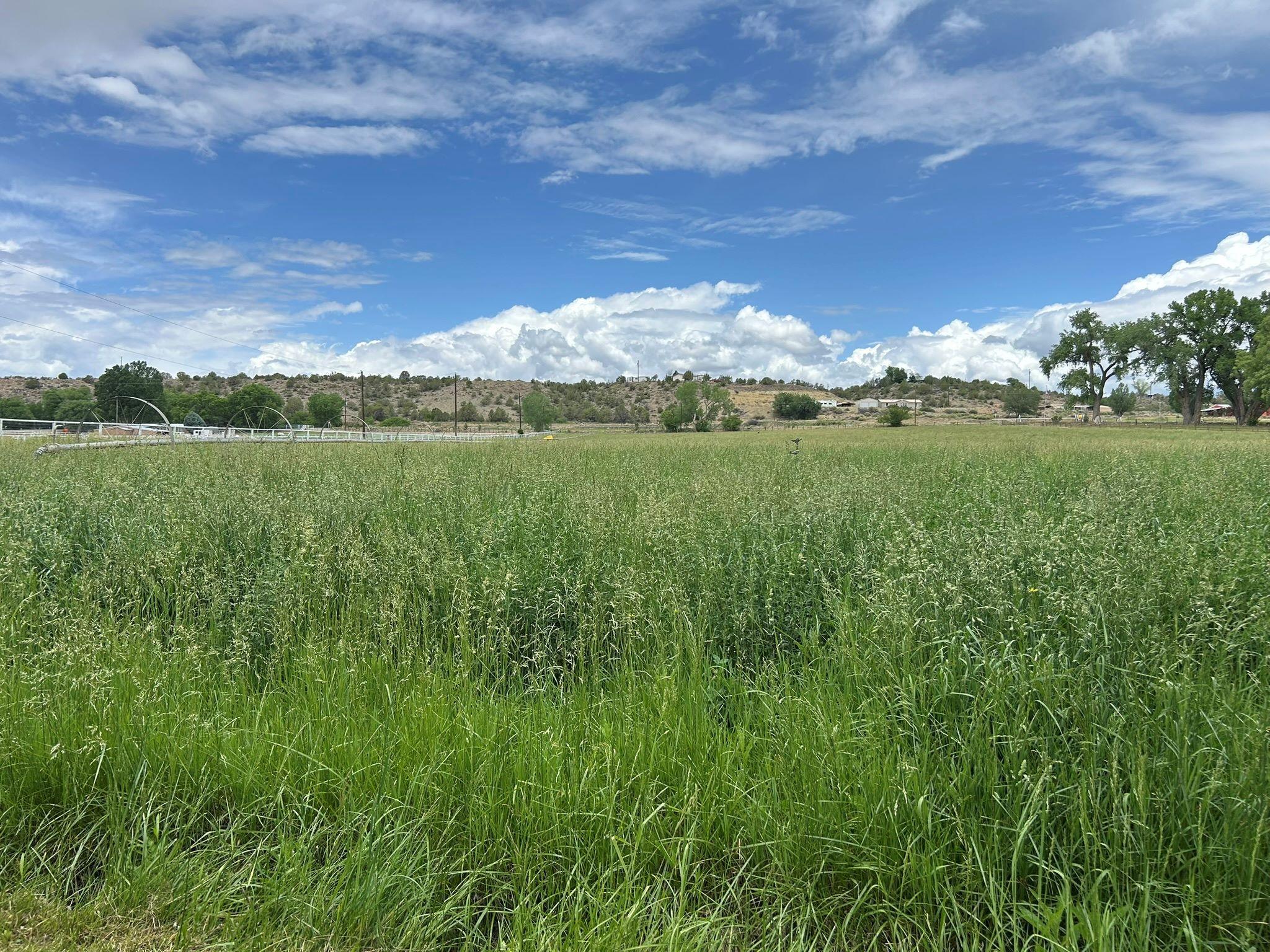 West Slope Pasture Mix - Image 2
