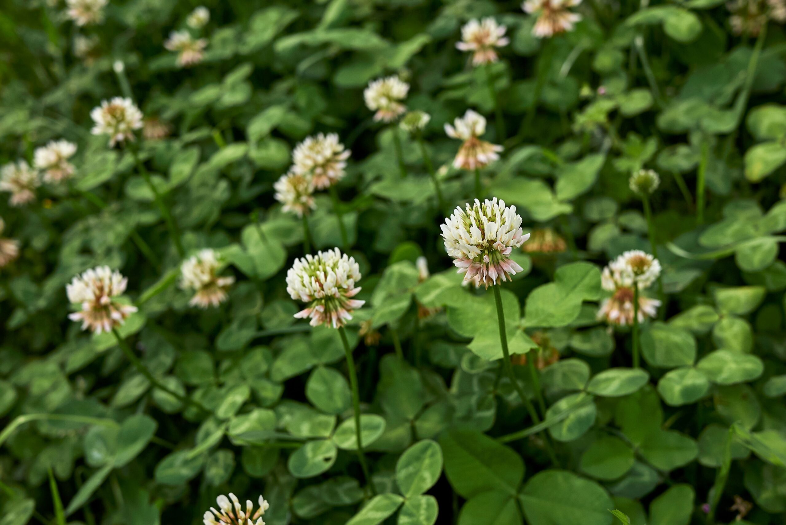 White Dutch Clover