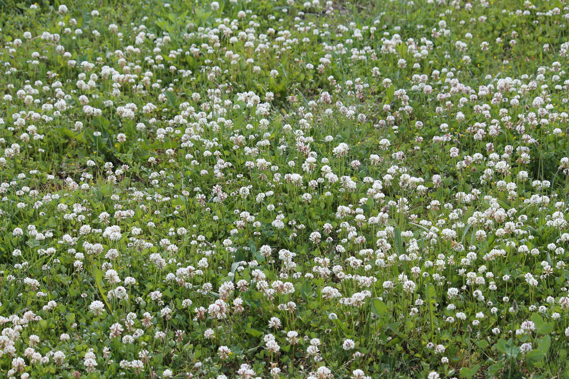 White Dutch Clover - Image 2