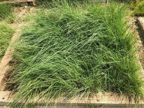 Blue Grama - Waterwise Turf