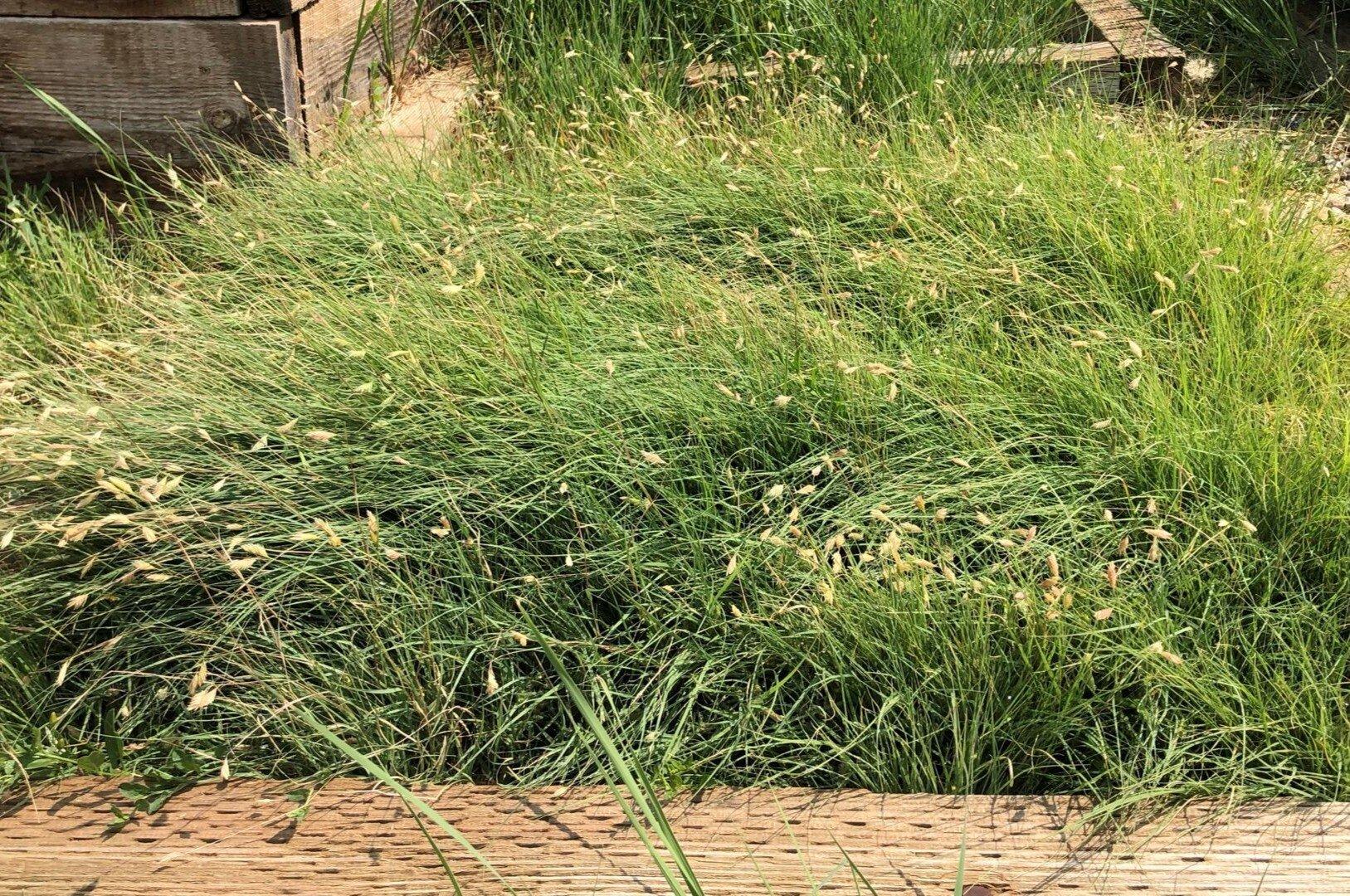 Buffalo Grass - WaterwiseTurf