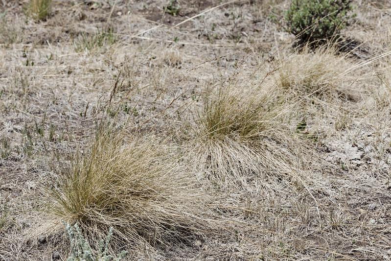 Idaho Fescue
